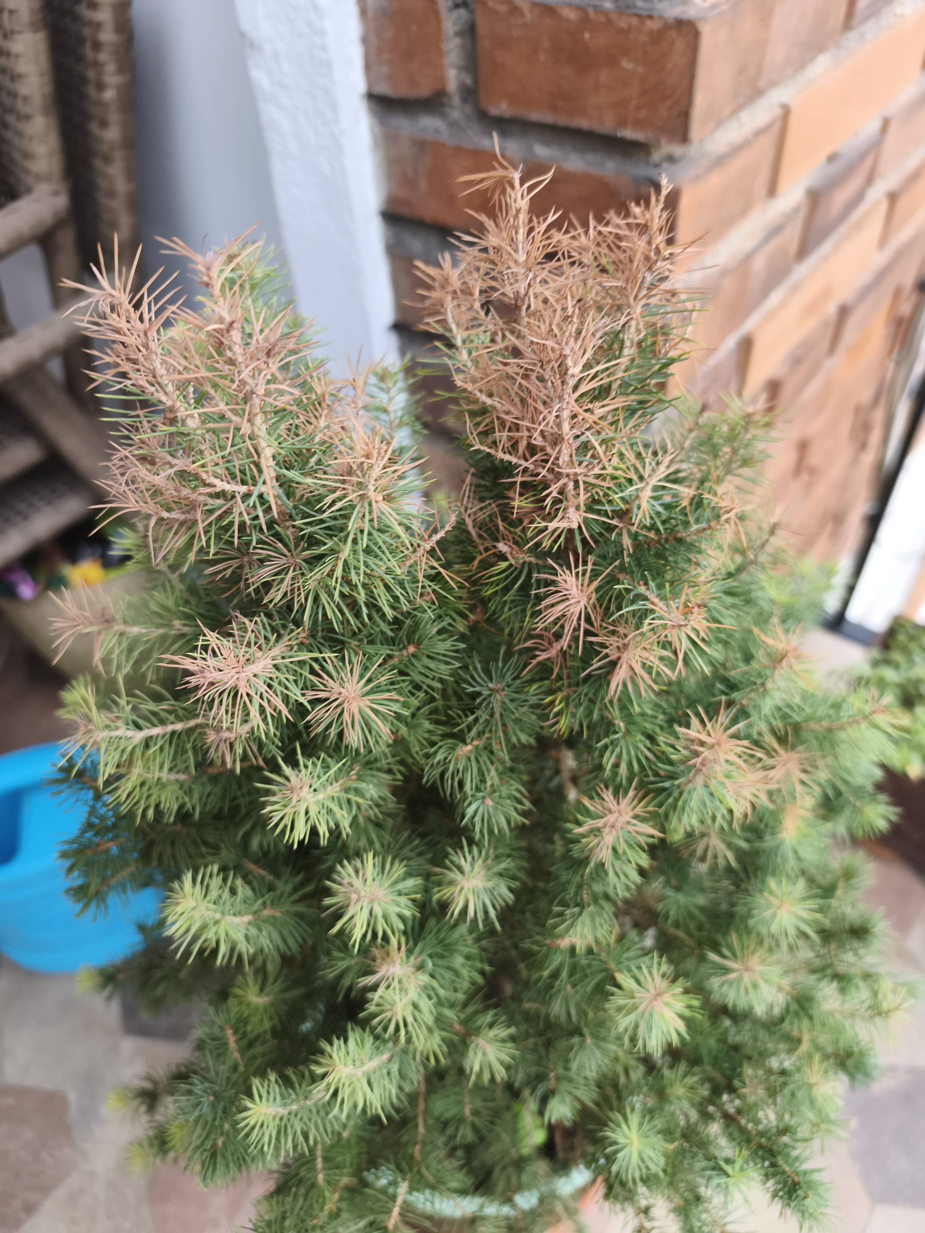 Épicéa blanc avec pointes d'aiguilles brunes : diagnostic et soins