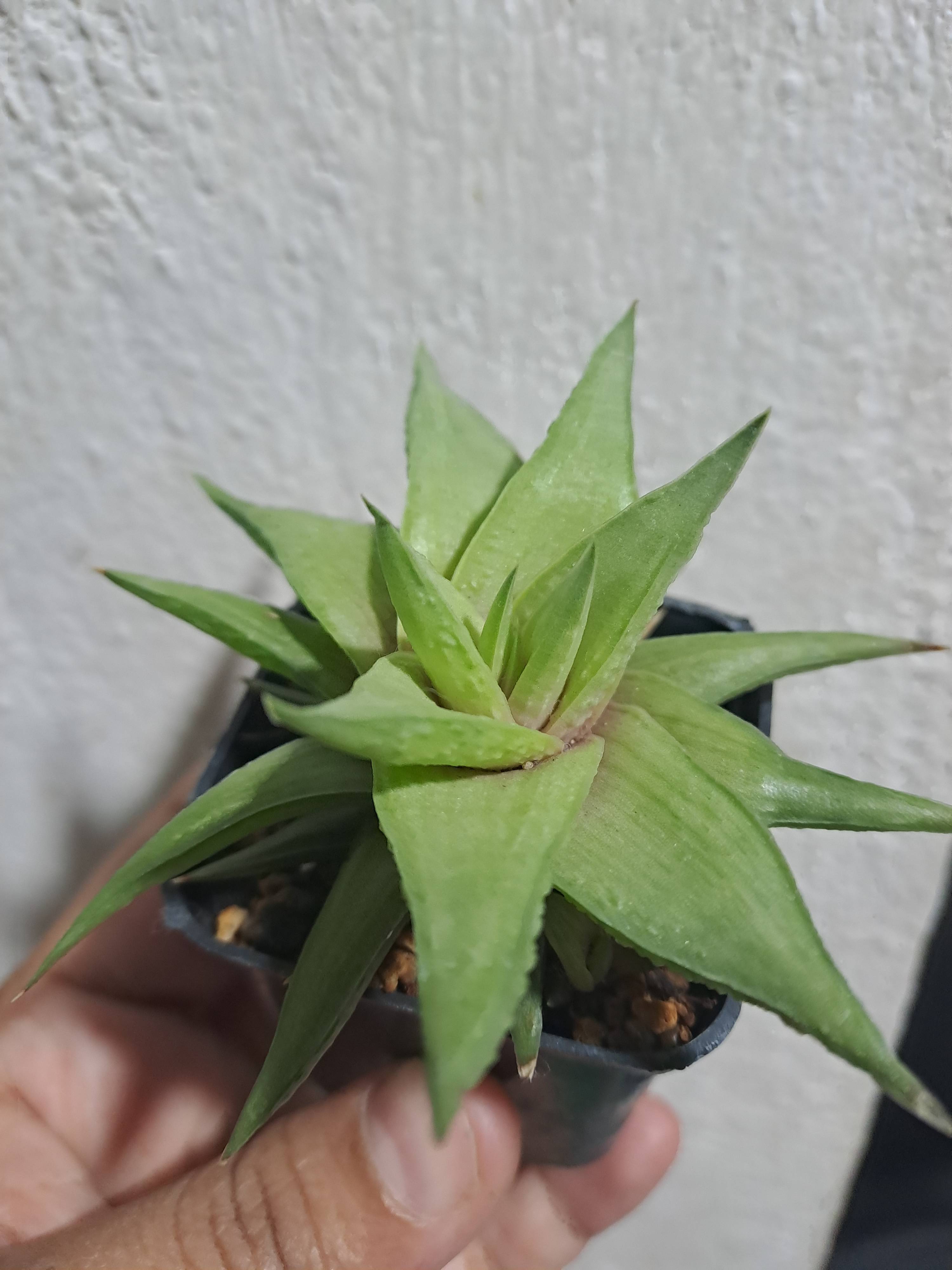 Cuidado de tu Haworthia angustifolia en Guadalajara (febrero)