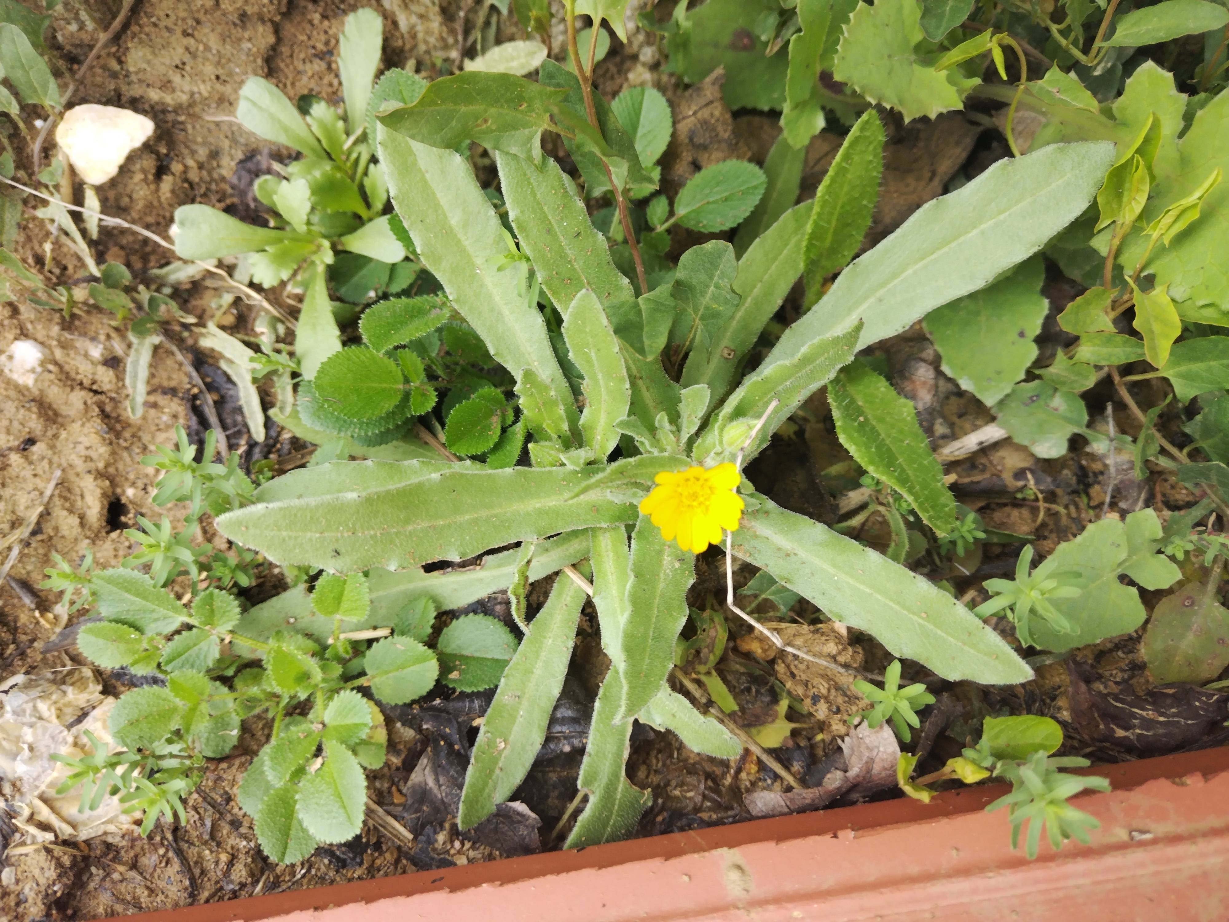 Cuidados básicos para Caléndula (Calendula arvensis): planta sana y en flor