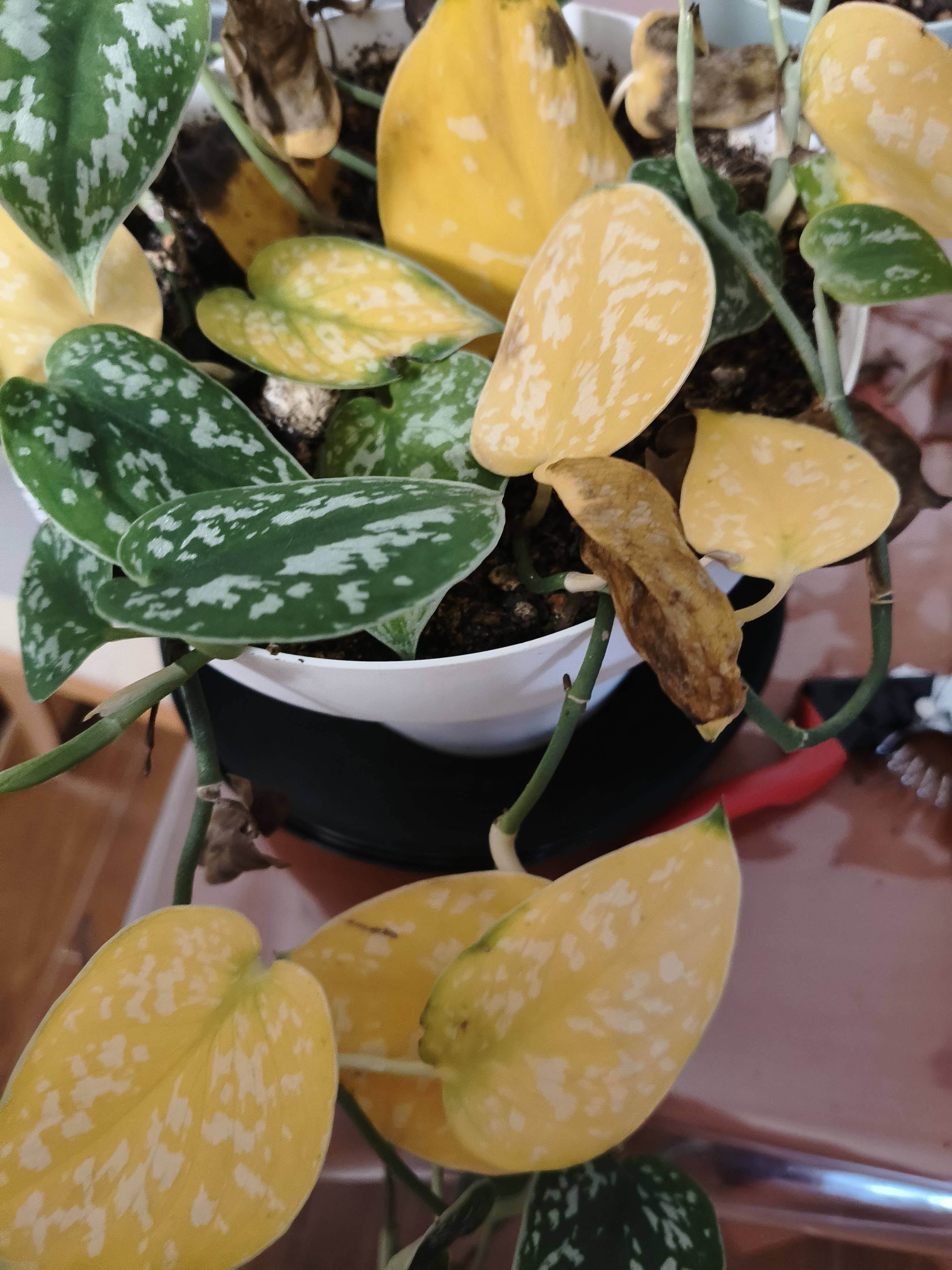 Potus silver (Scindapsus pictus): gelbe Blätter und braune Ränder — Ursachen und Lösungen