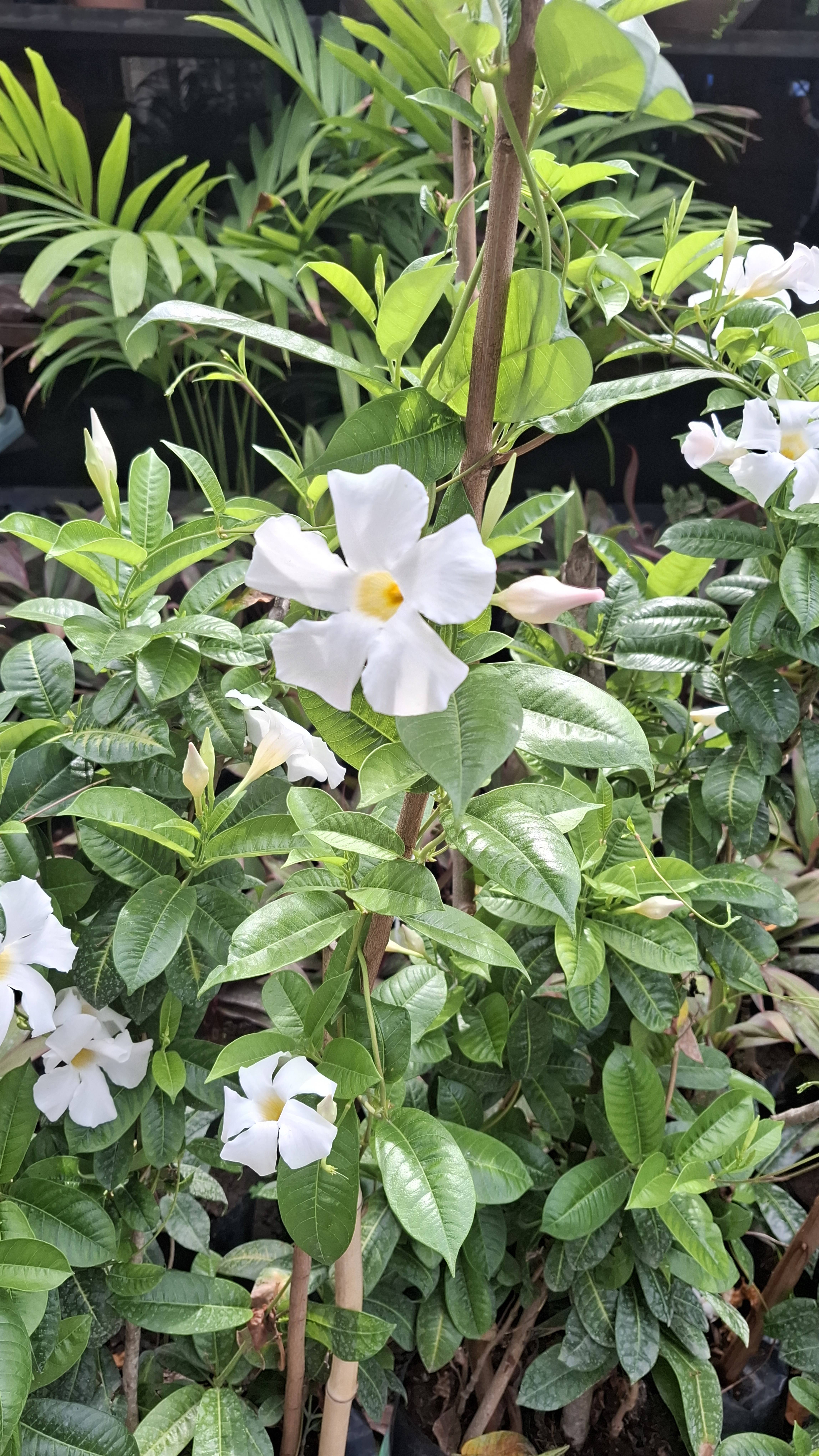 Entretien du Jasmin du Chili (Mandevilla laxa) : guide pour le maintenir en bonne santé