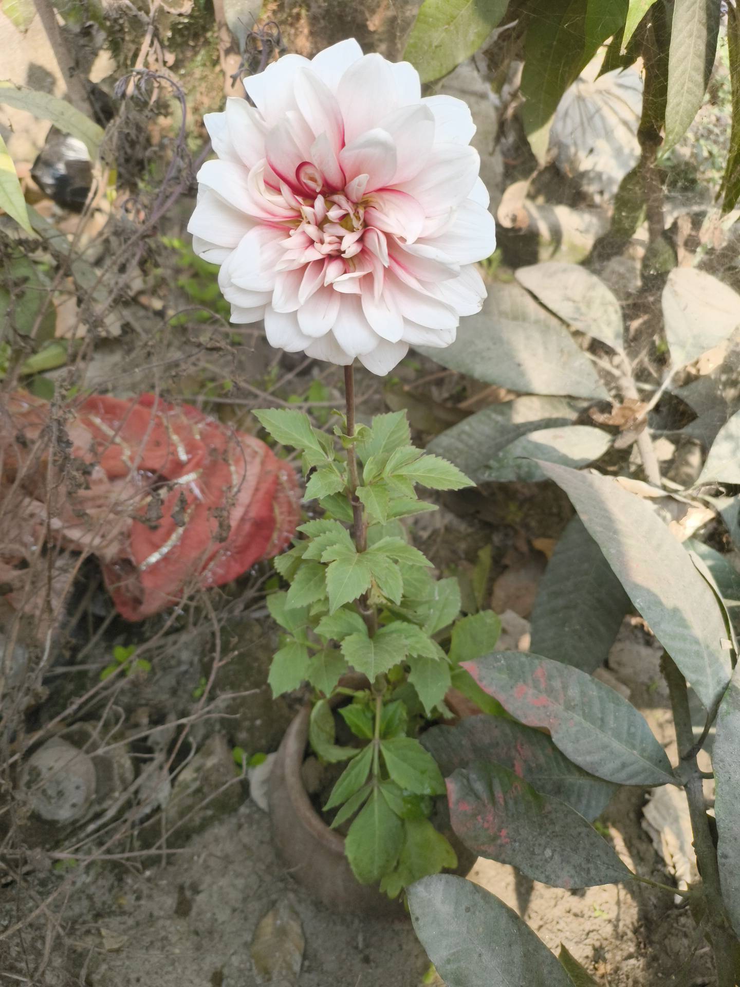Consejos para el cuidado de dalias: abordar sequedad leve y mantener las flores vibrantes