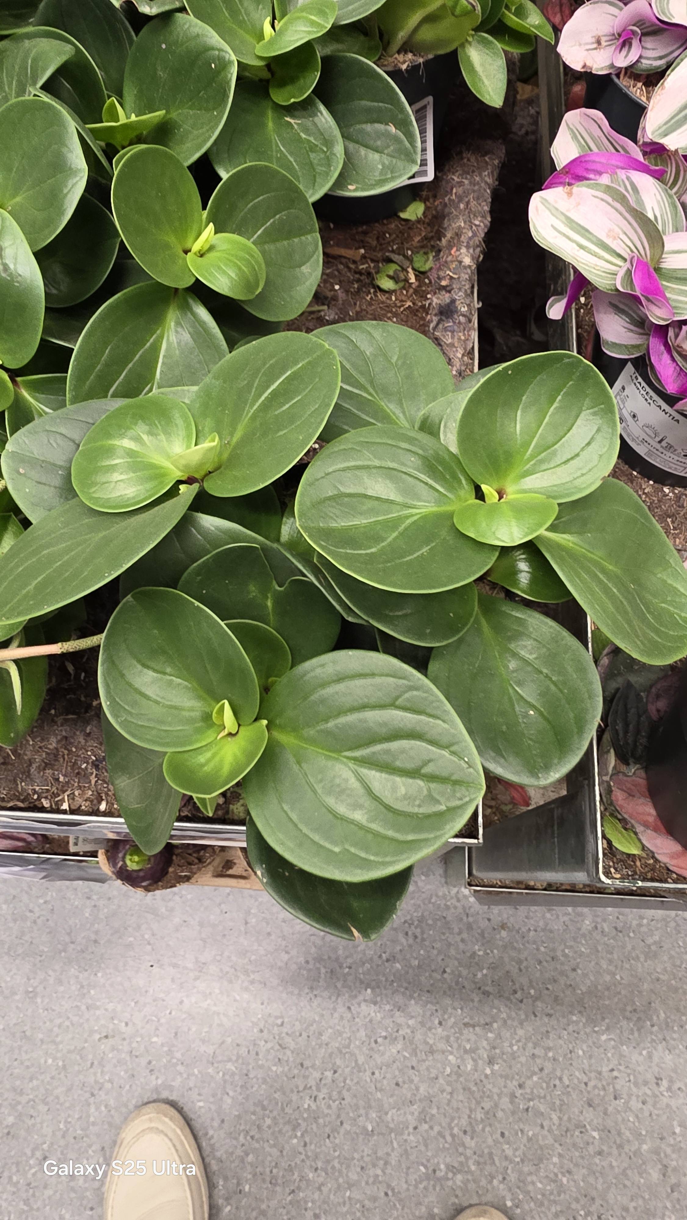 Cura di base della Pianta di giada (Peperomia obtusifolia) — guida rapida