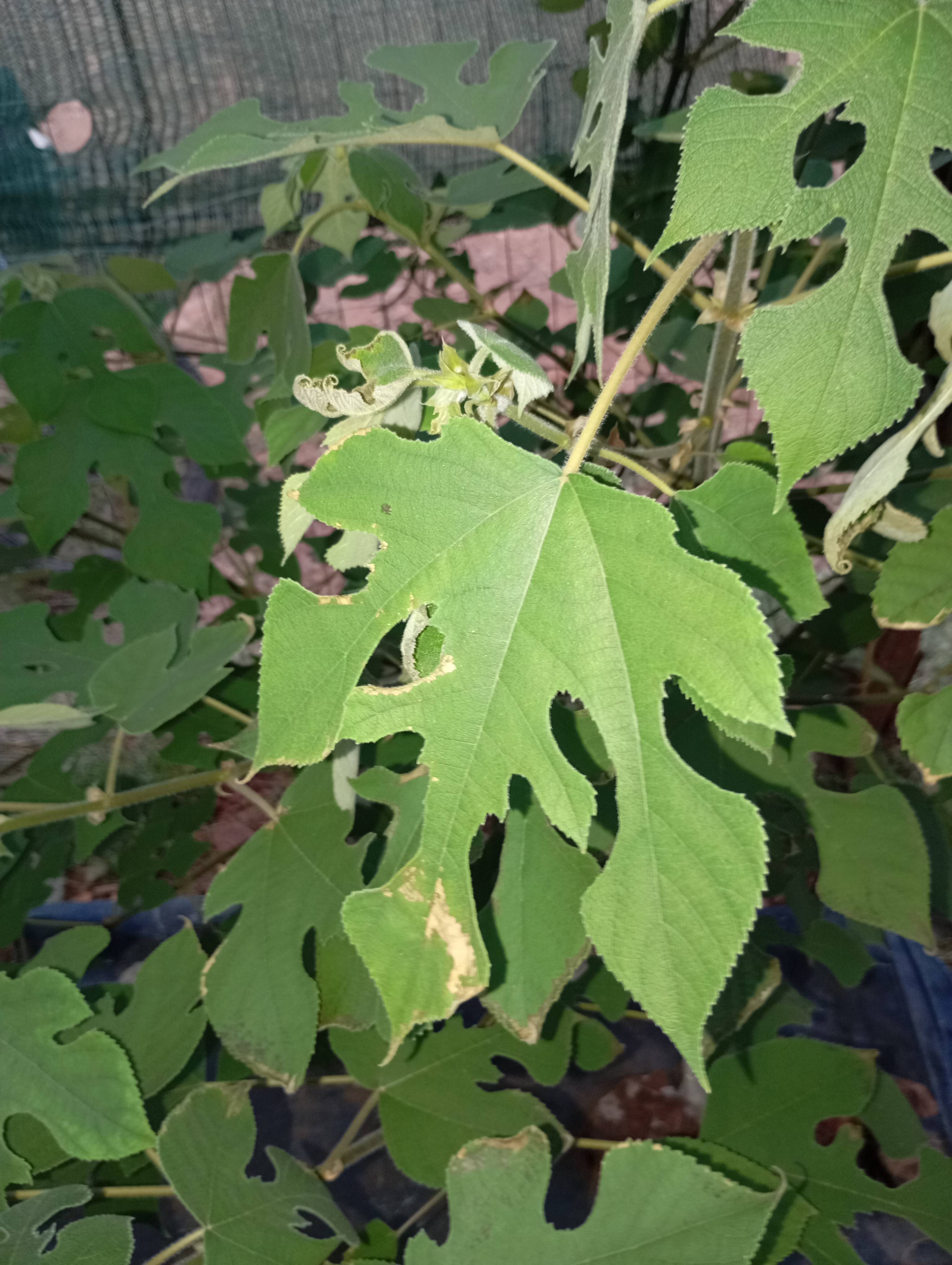 Pflege eines Papiermaulbeerbaums (Broussonetia papyrifera) mit verbrannten und durchlöcherten Blättern