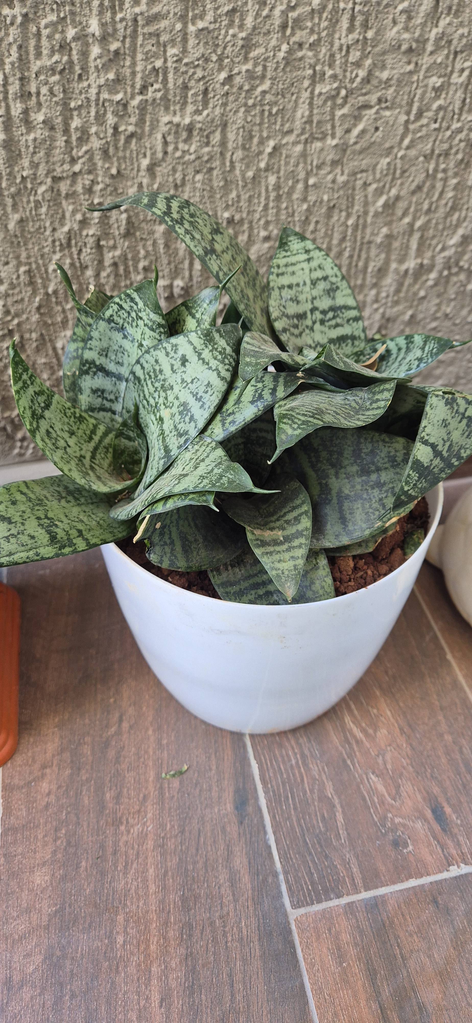 Guide d'entretien de la Sansevière : Sansevière saine (Dracaena hyacinthoides)