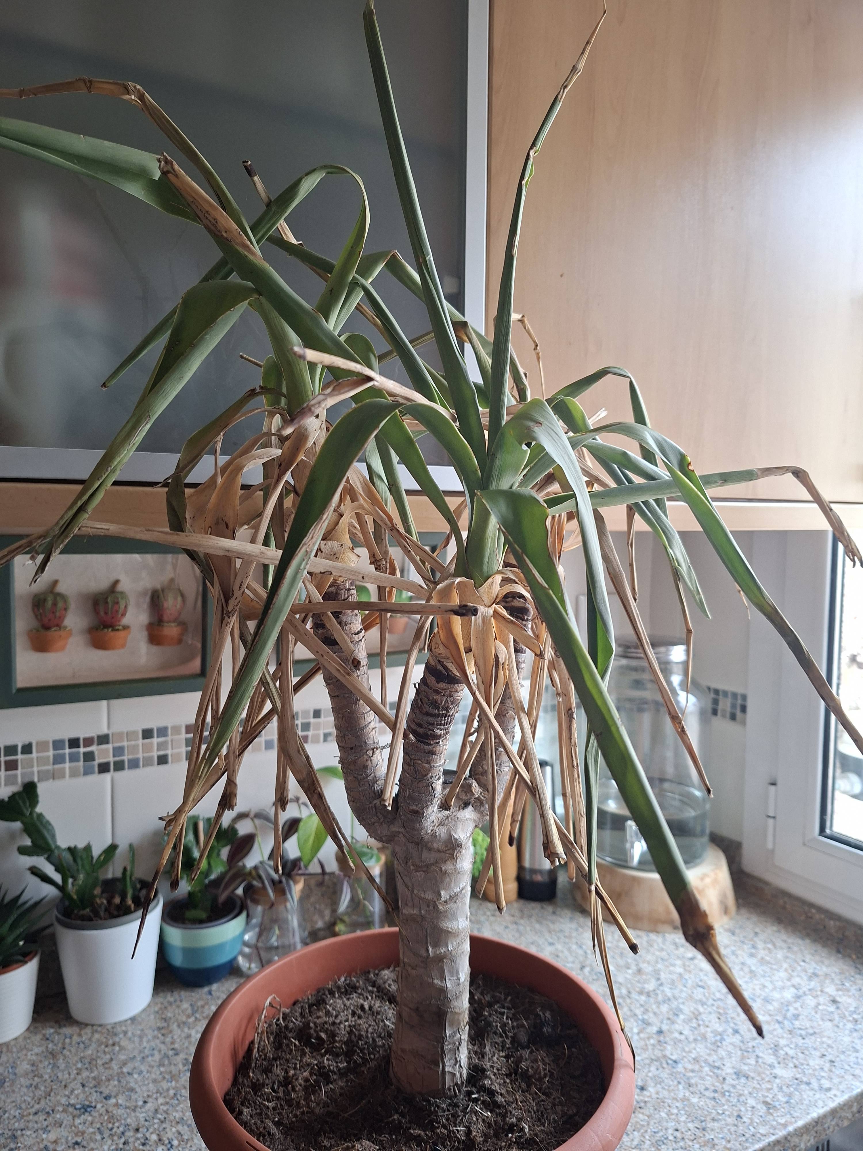 Riesige Yucca (Yucca gigantea): Diagnose und Pflege bei trockenen Blattspitzen und leicht betroffener Basis