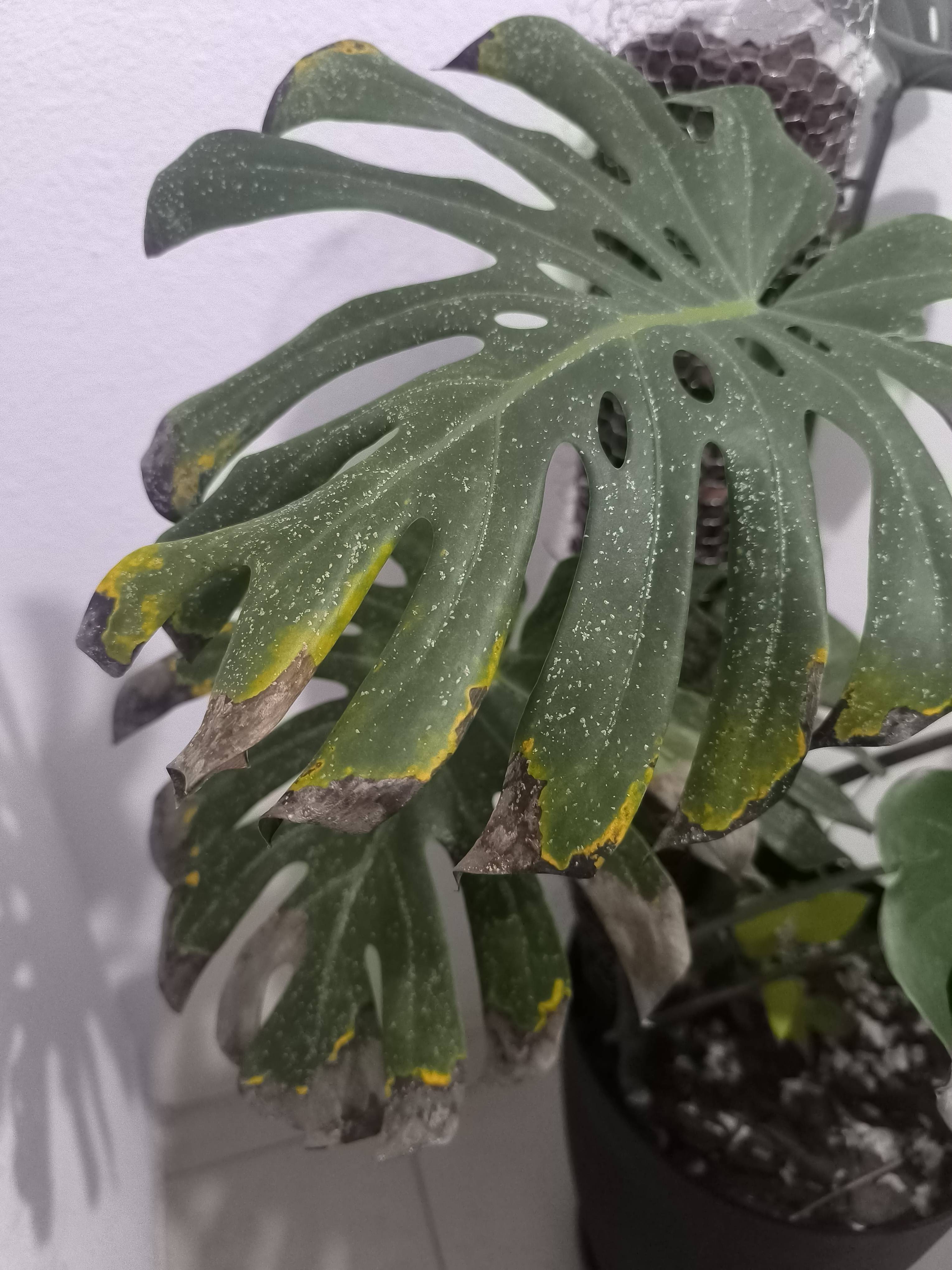 Monstera (Monstera deliciosa) : bords bruns, taches jaunes et moucheture blanchâtre