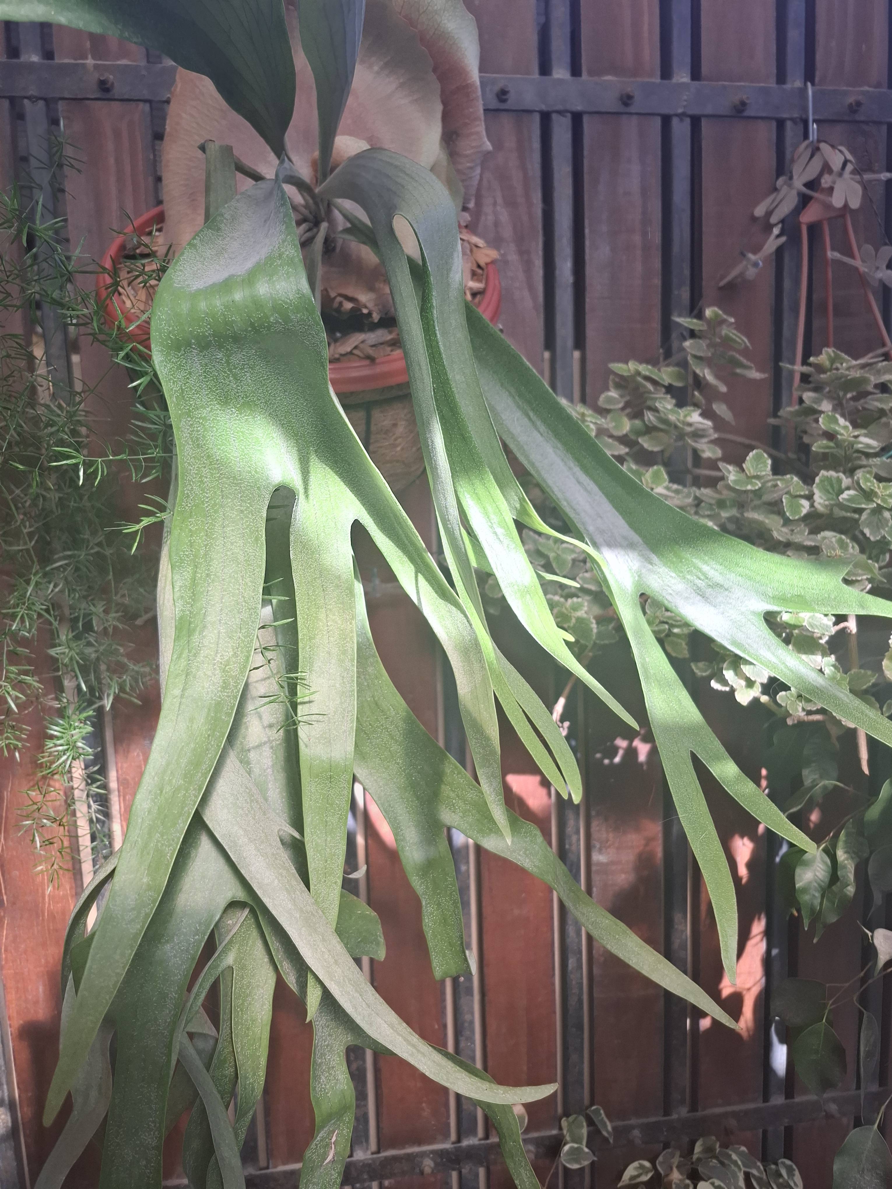 Staghorn Fern (Platycerium bifurcatum): guide for a healthy plant and basic care