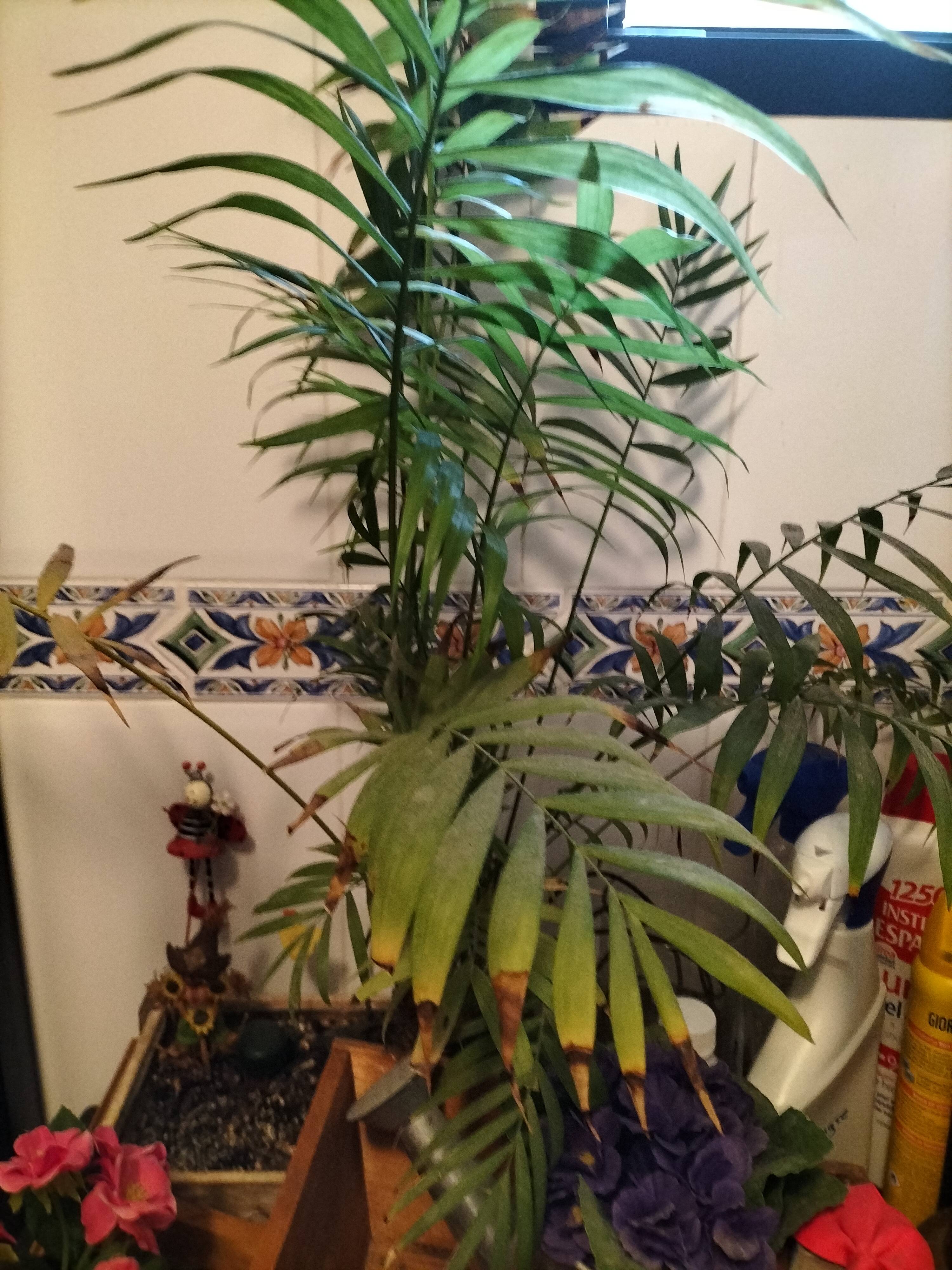 Pacaya (Chamaedorea elegans): wie man gelbe Blätter und trockene Blattspitzen behandelt