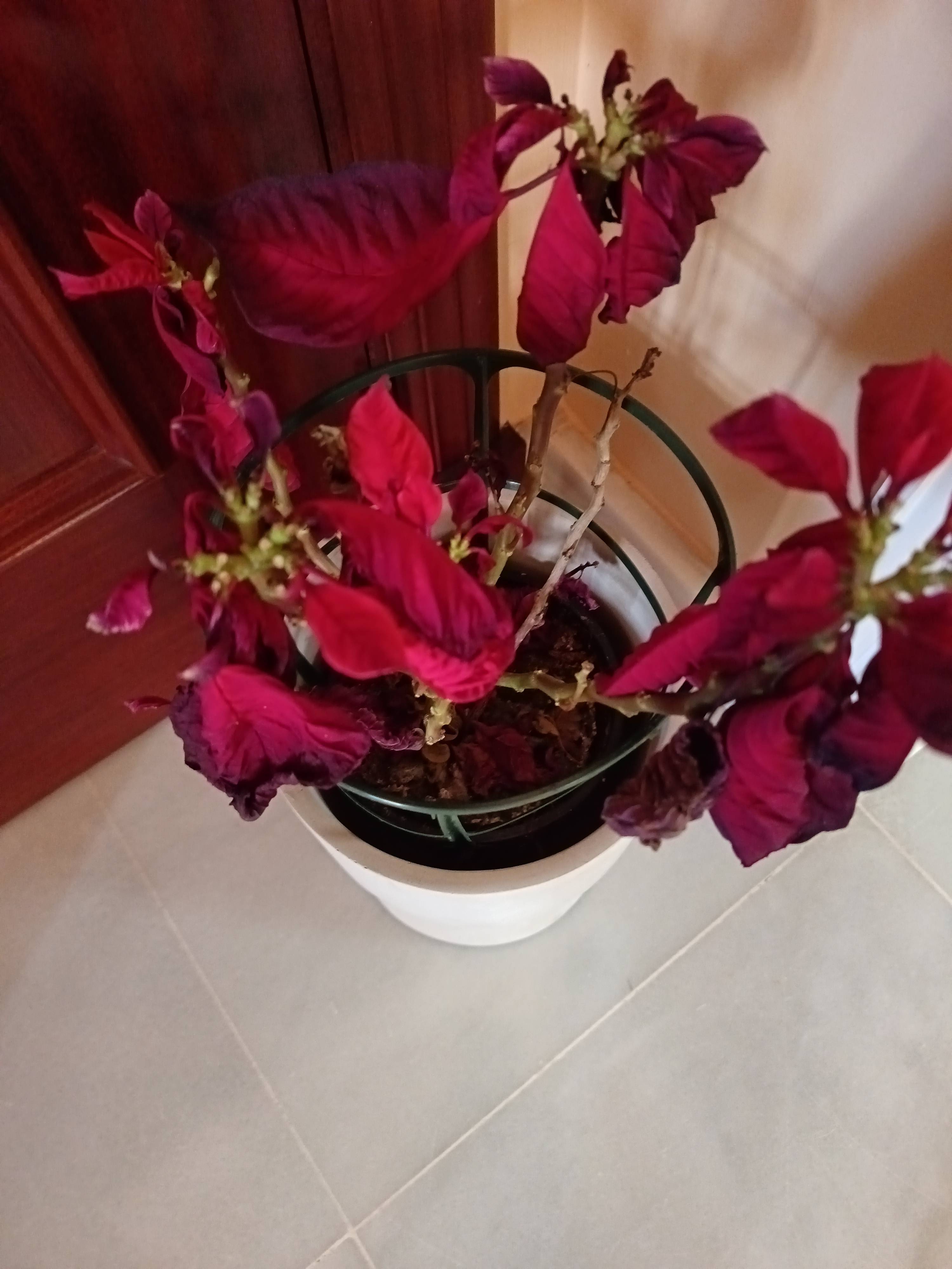 Wie man eine Weihnachtssternpflanze mit trockenen, faltigen Blättern (Dehydratation) rettet