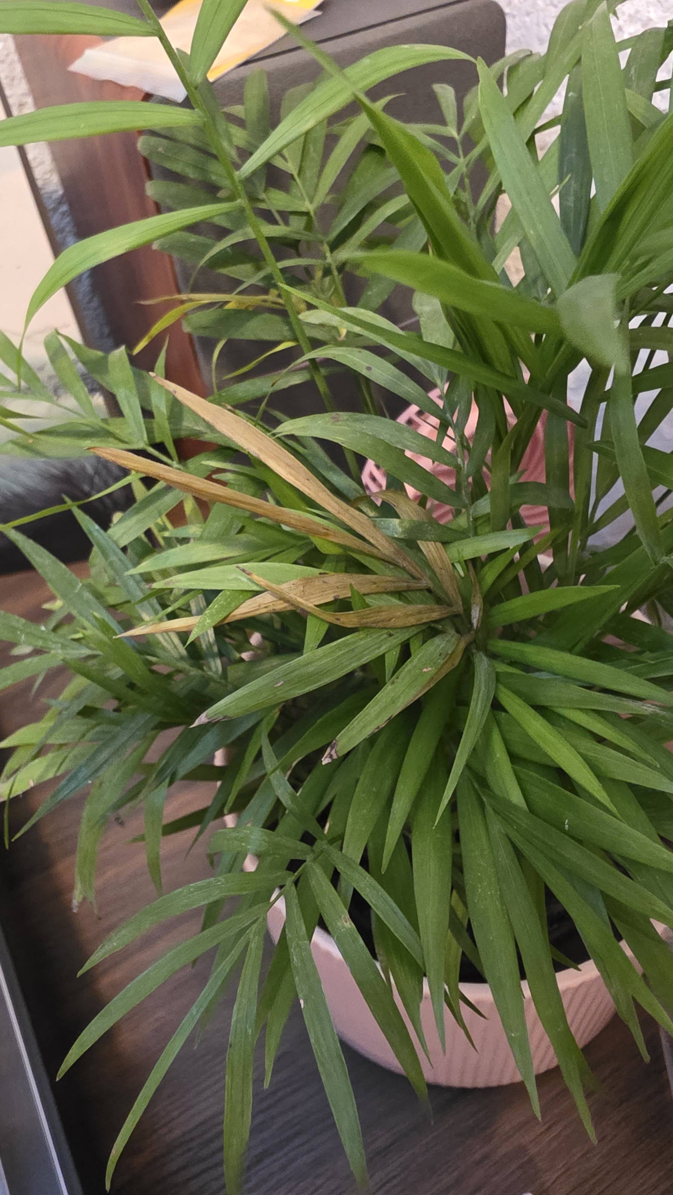 Pacaya (Chamaedorea elegans): how to treat brown tips and slight yellowing