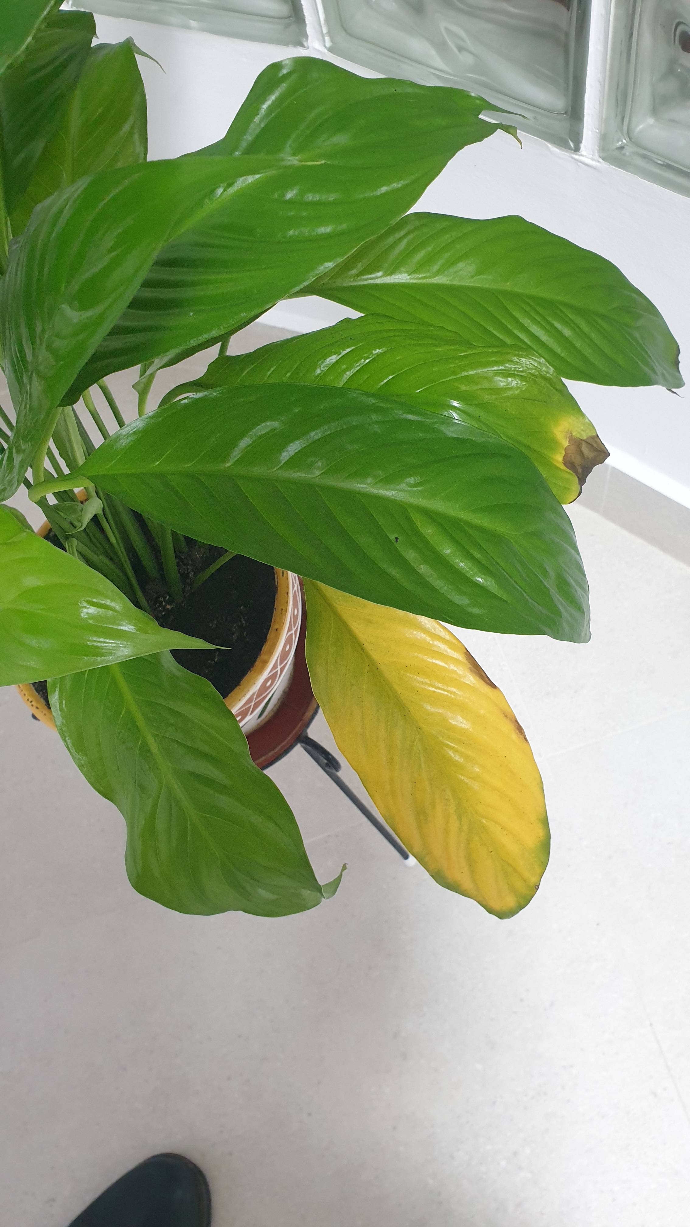 O que fazer se sua Cuna de Moisés tem folhas amarelas e manchas marrons