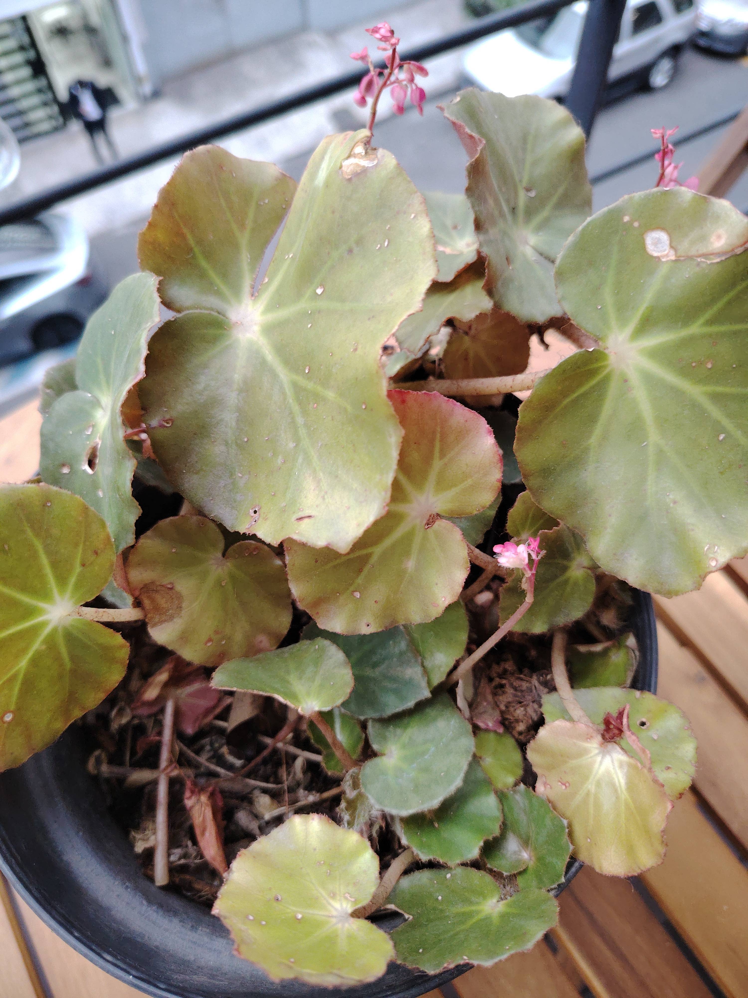 Come recuperare una Begonia (Begonia hydrocotylifolia) con bordi marroni e macchie