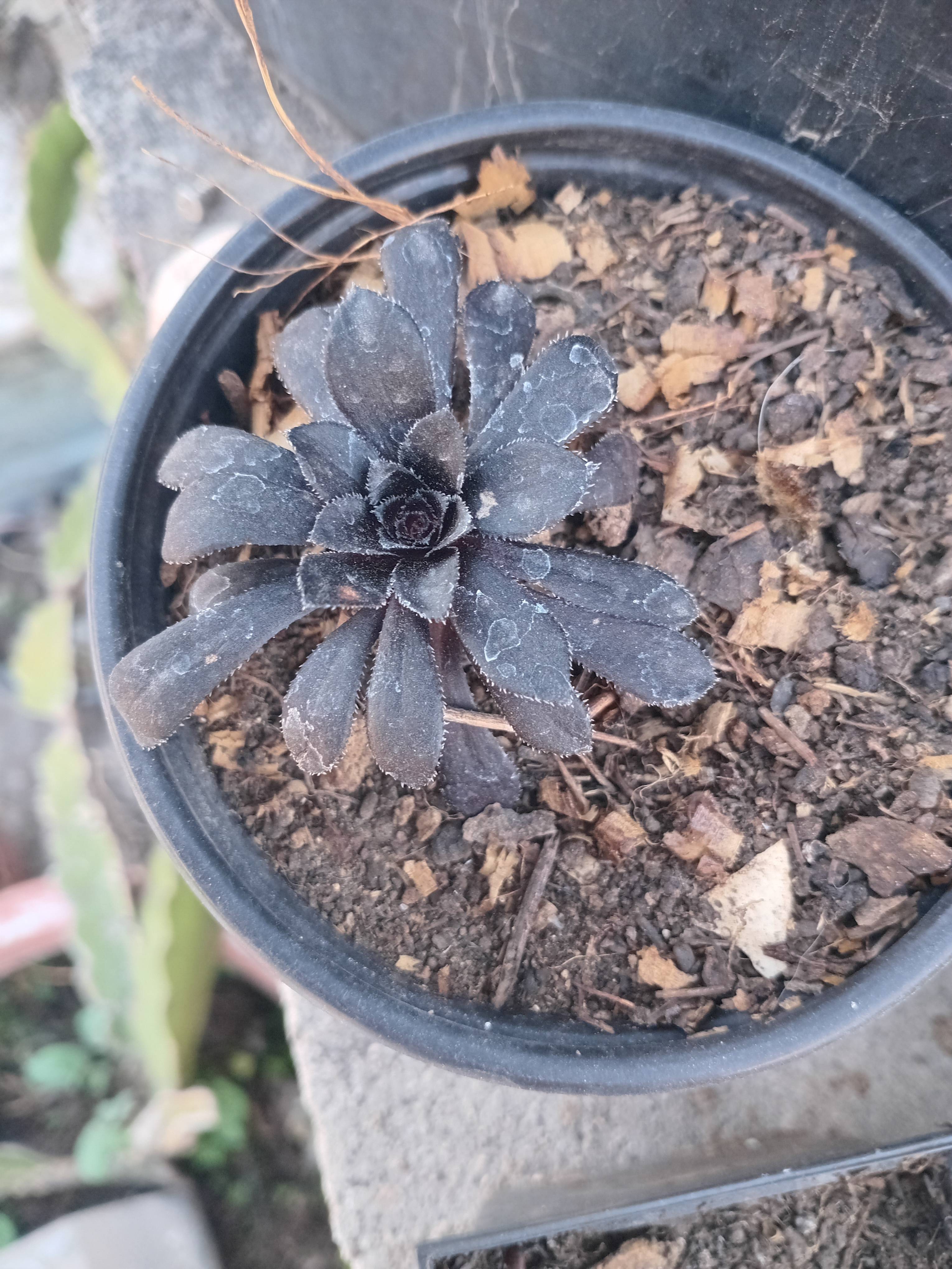 Draba jorullensis: diagnosi e cure dopo l'oscuramento fogliare