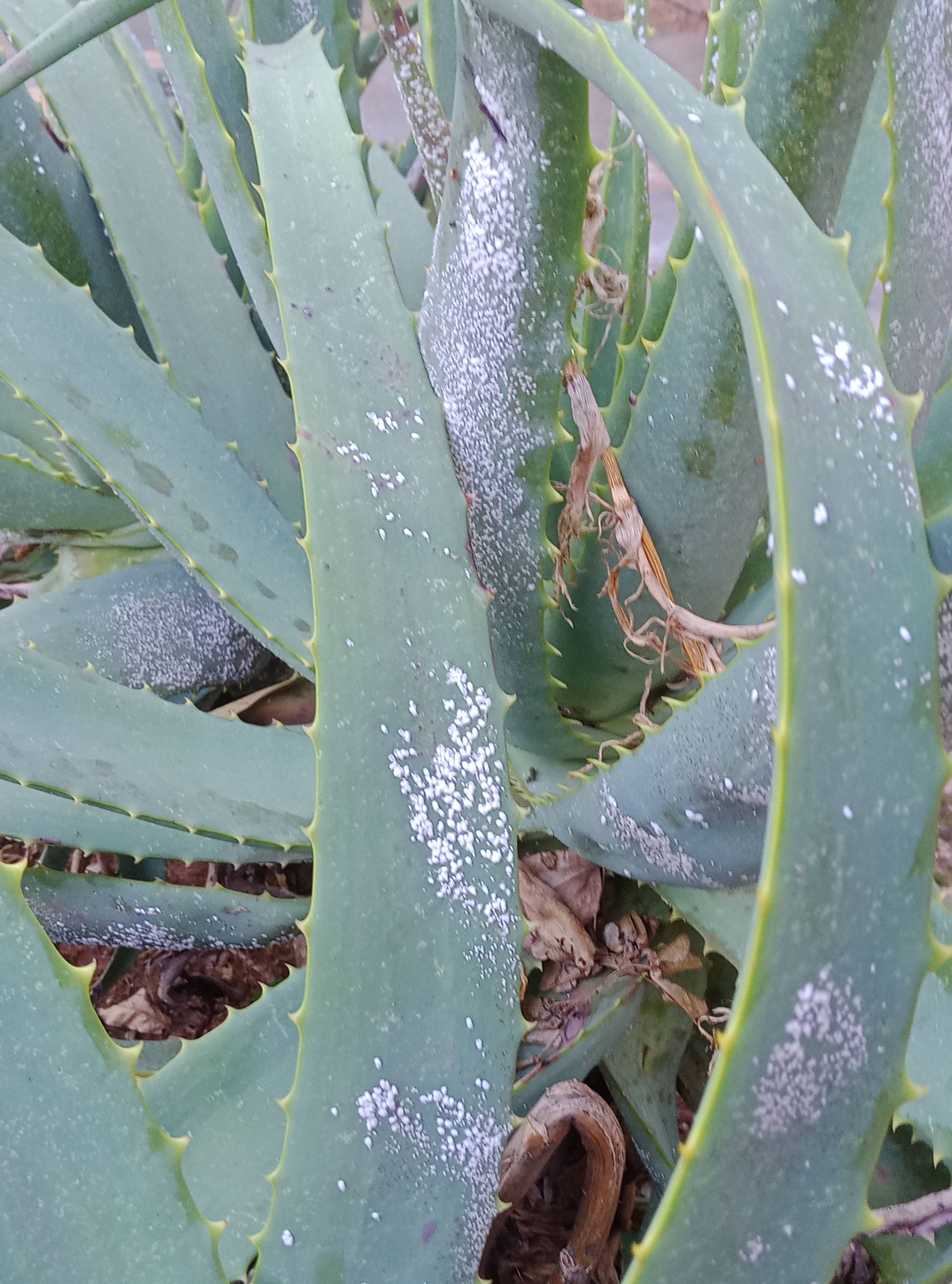 Tratamiento de cochinillas y deshidratación en Aloe candelabro (Aloe arborescens)