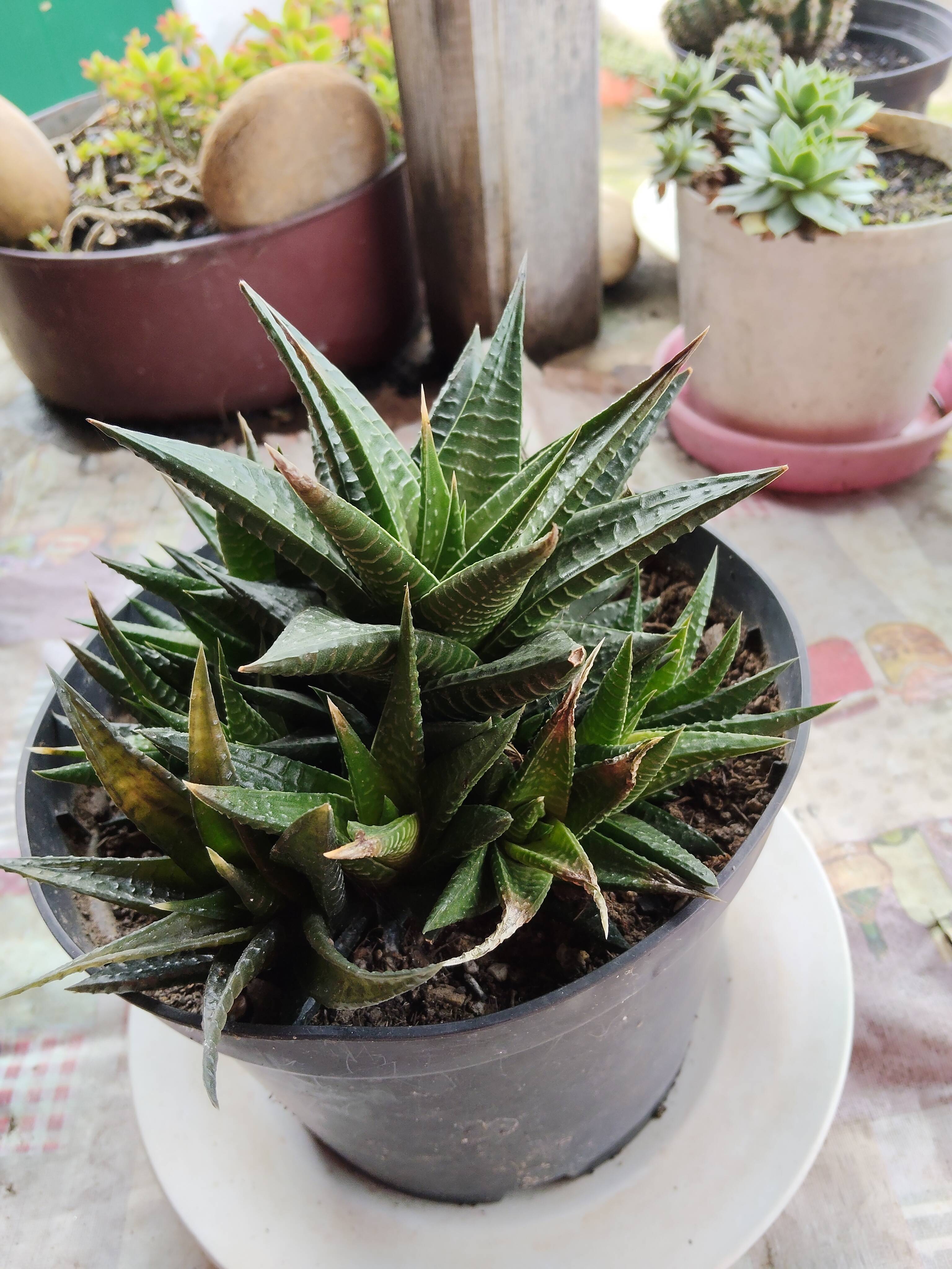 Krokodilhaut (Haworthiopsis limifolia): Lösung bei trockenen und verfärbten Blattspitzen