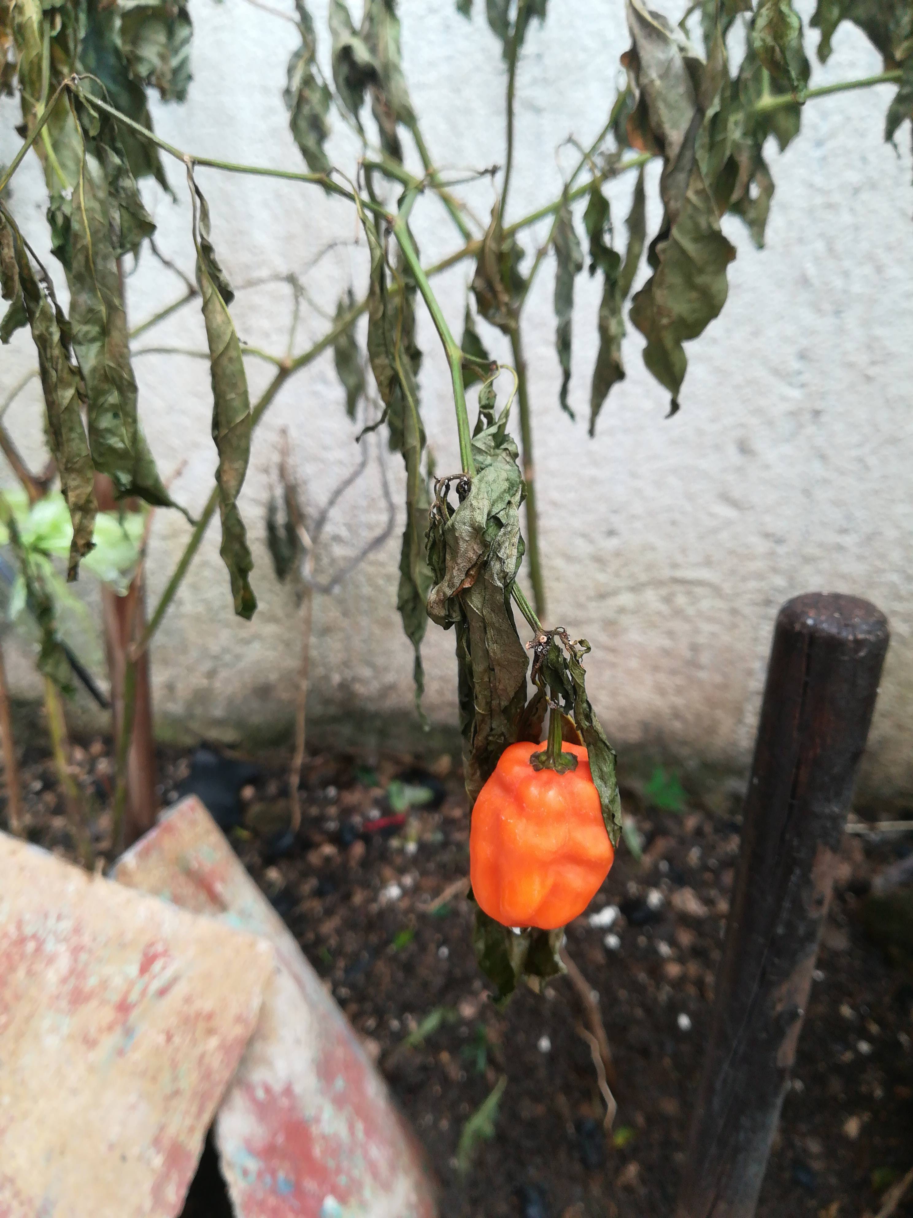 Habanero (Capsicum chinense): dry, wilted leaves from water stress and heat