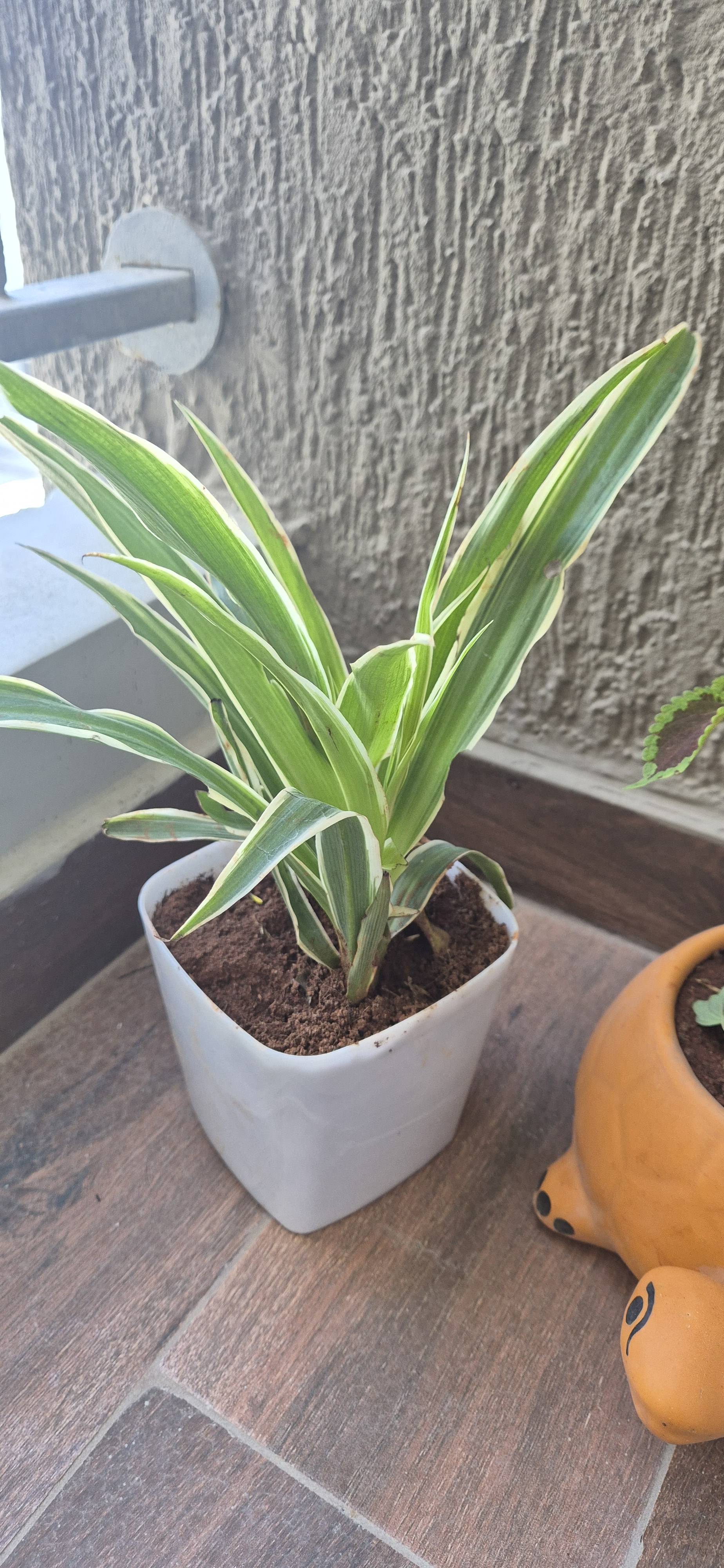 Cuidados com espada-de-são-jorge: pare o escurecimento leve nas bordas das folhas