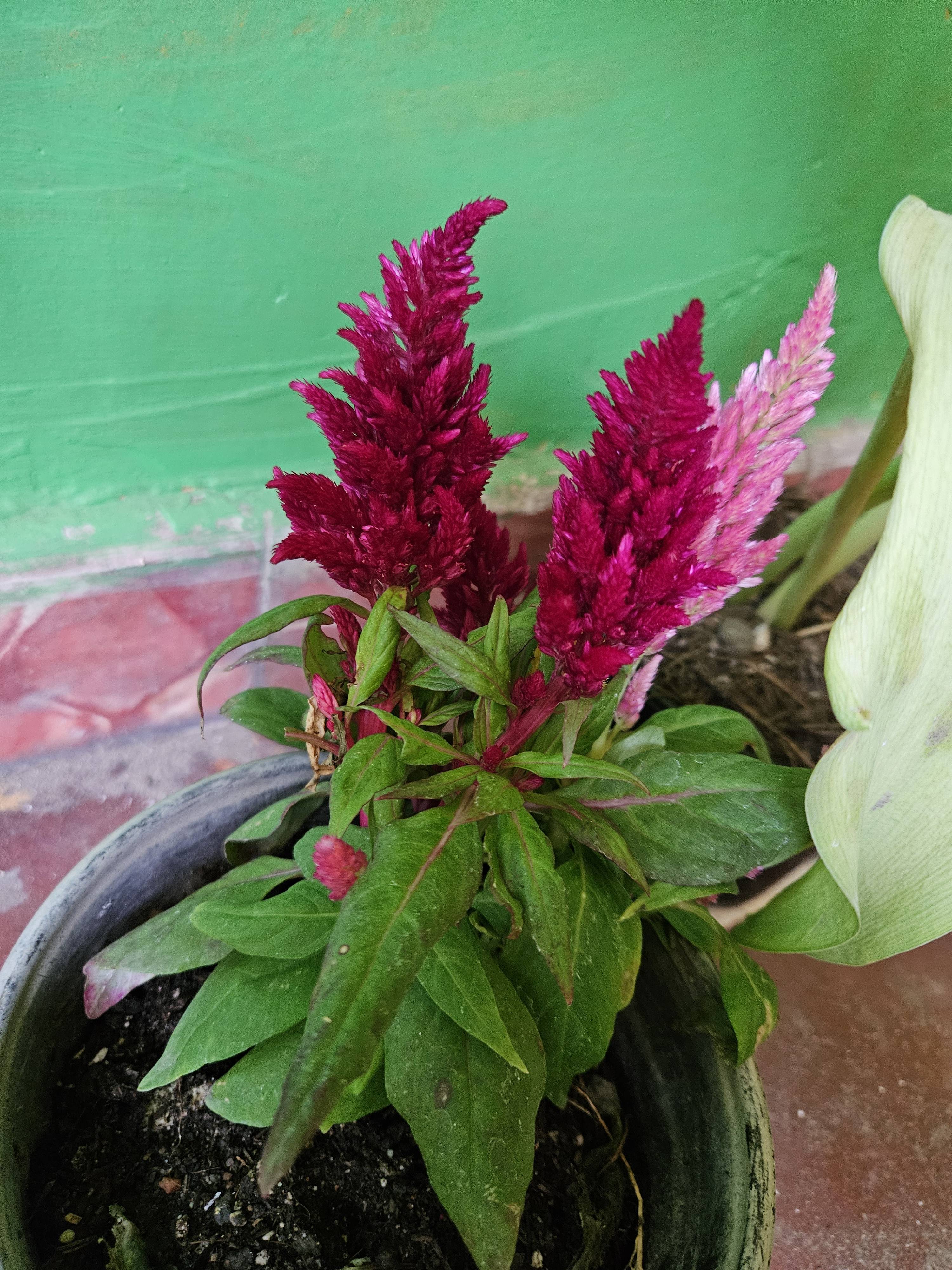 Cura del Celosia (Celosia argentea): piccole macchie sulle foglie ma pianta sana