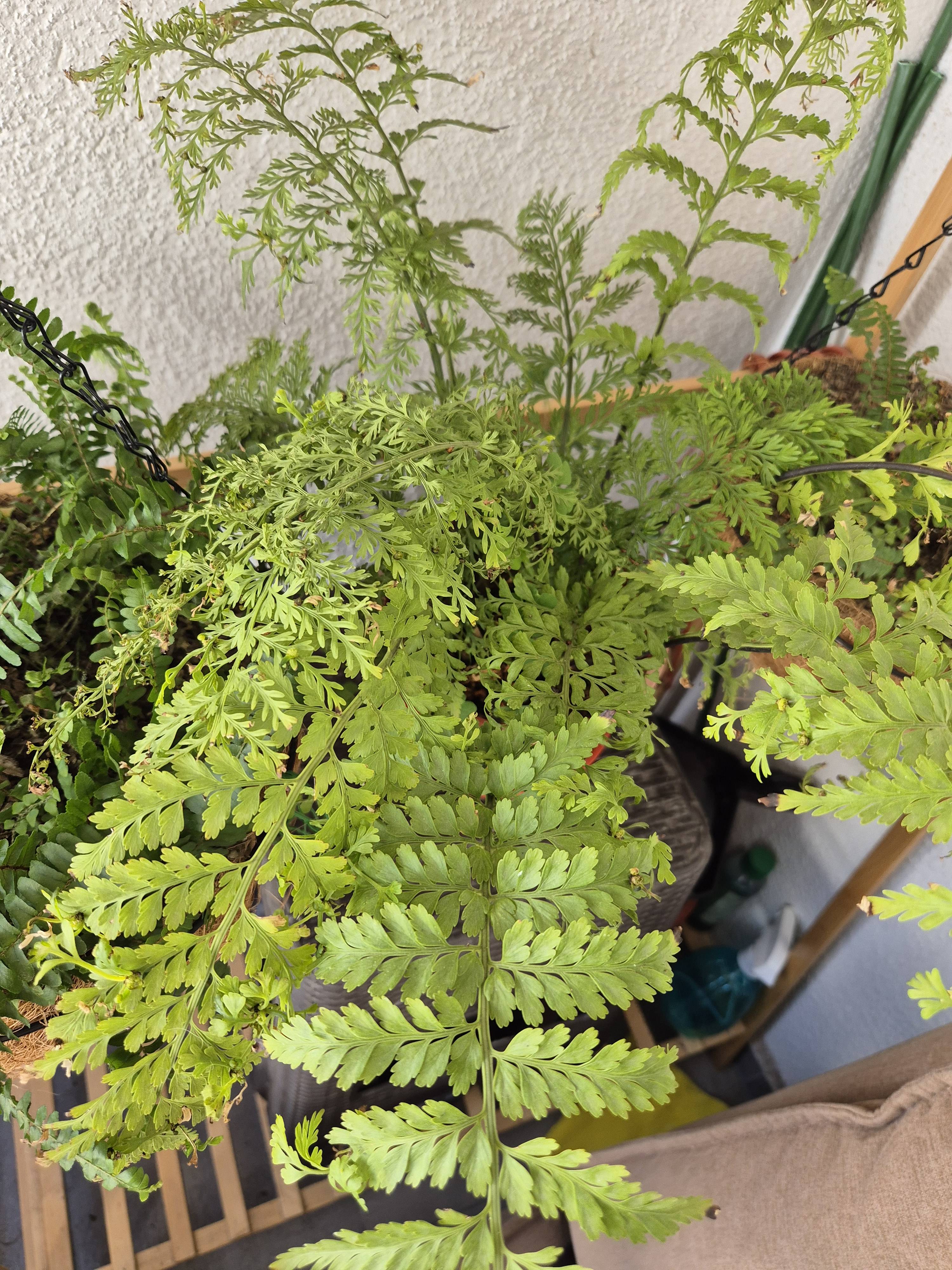 Asplenium balearicum : comment traiter les bords bruns et le maintenir en bonne santé