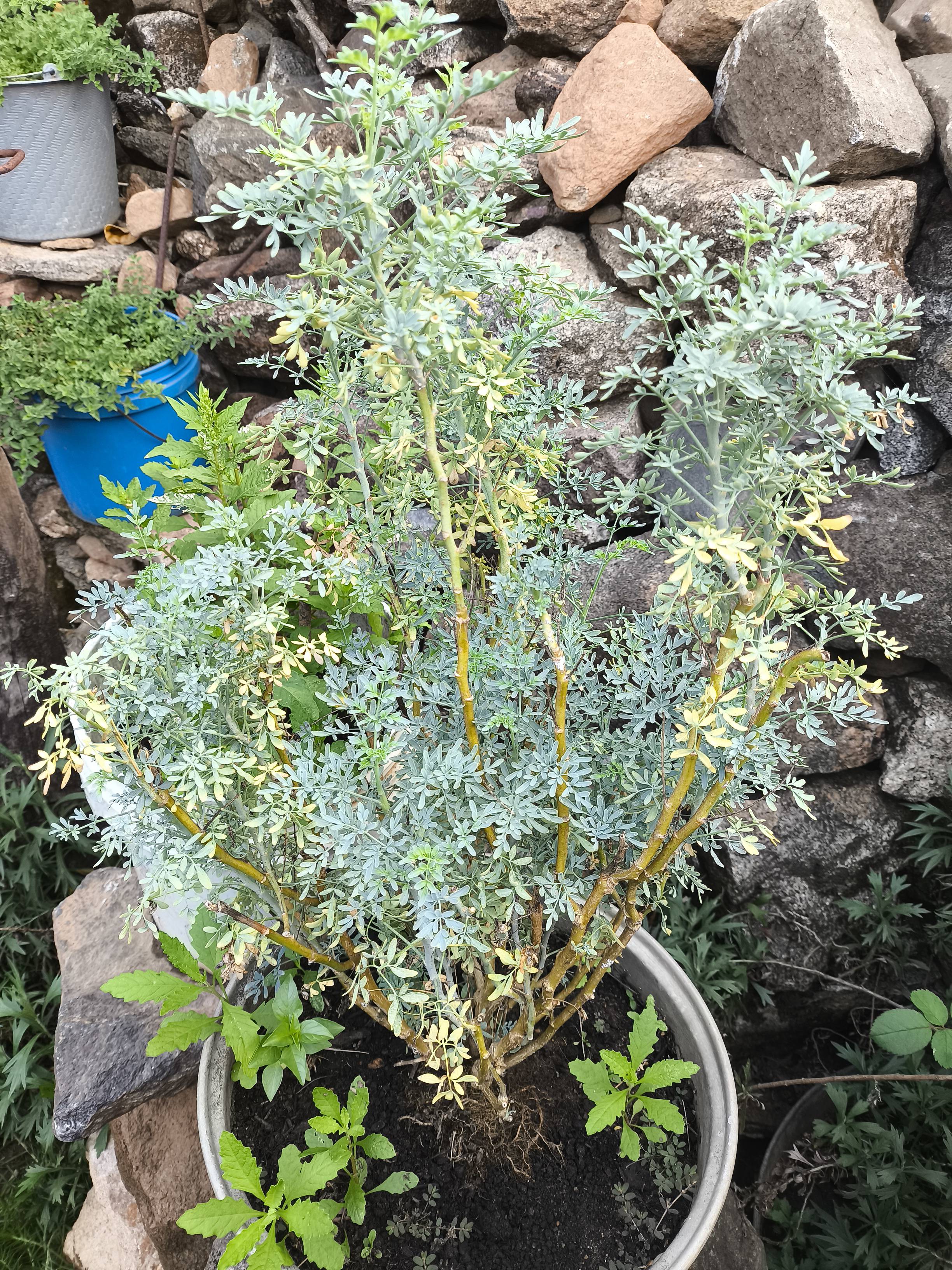 Por qué se pone amarilla la ruda tras un trasplante (y cómo recuperarla)