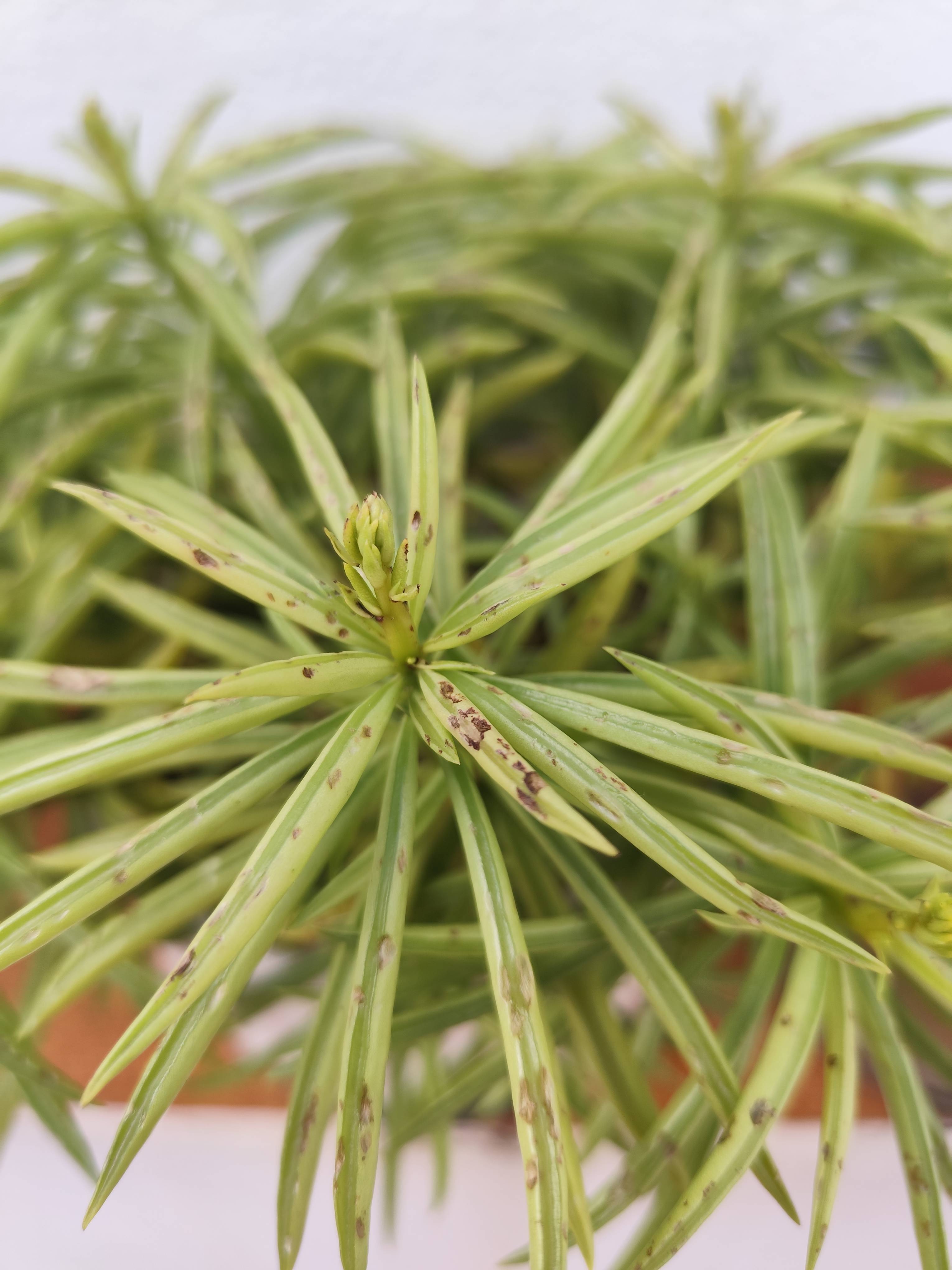 Quesadilla (Peperomia ferreyrae) : taches brunes sur les feuilles et comment agir