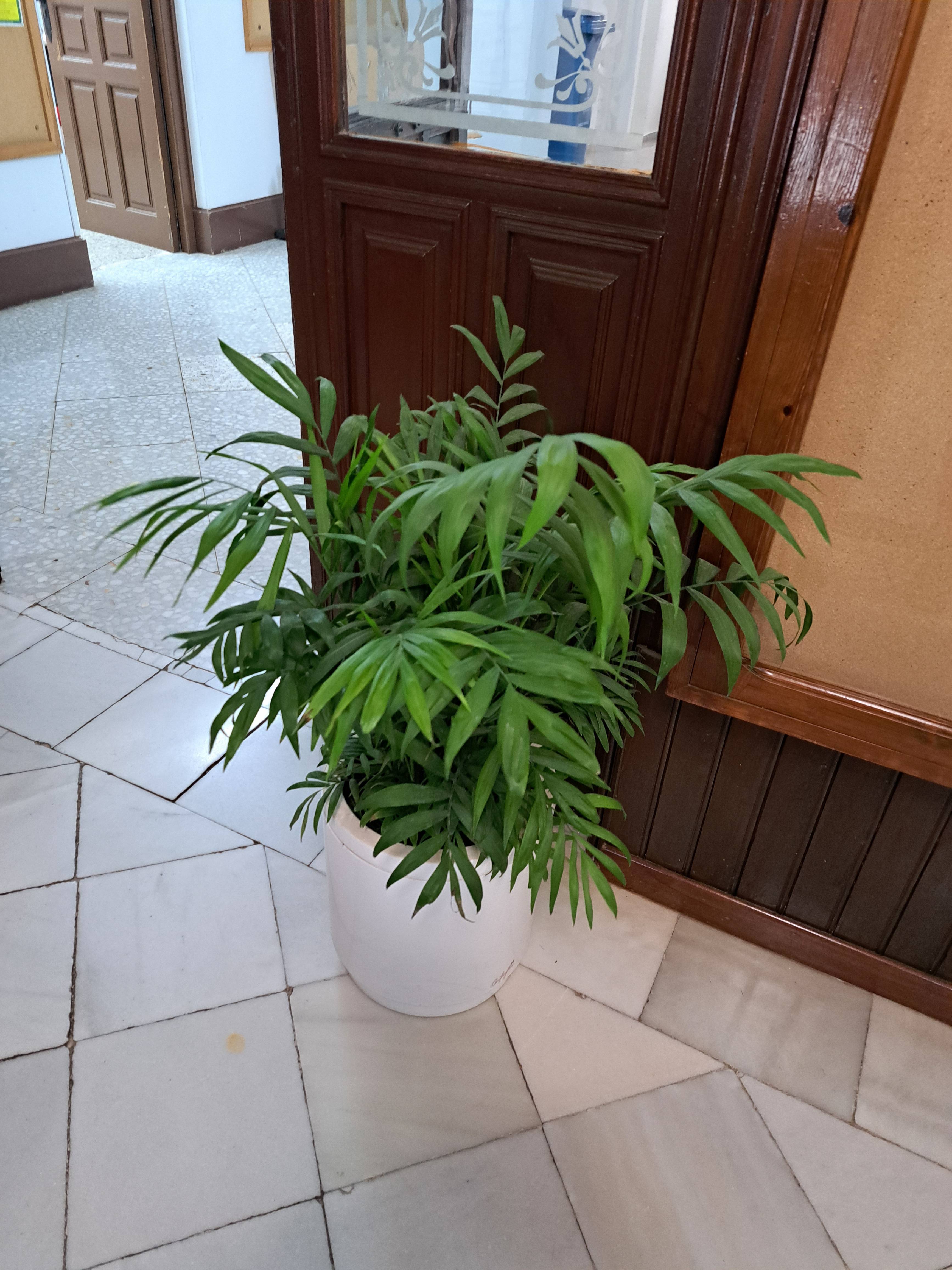 Soins essentiels pour la Pacaya (Chamaedorea elegans)