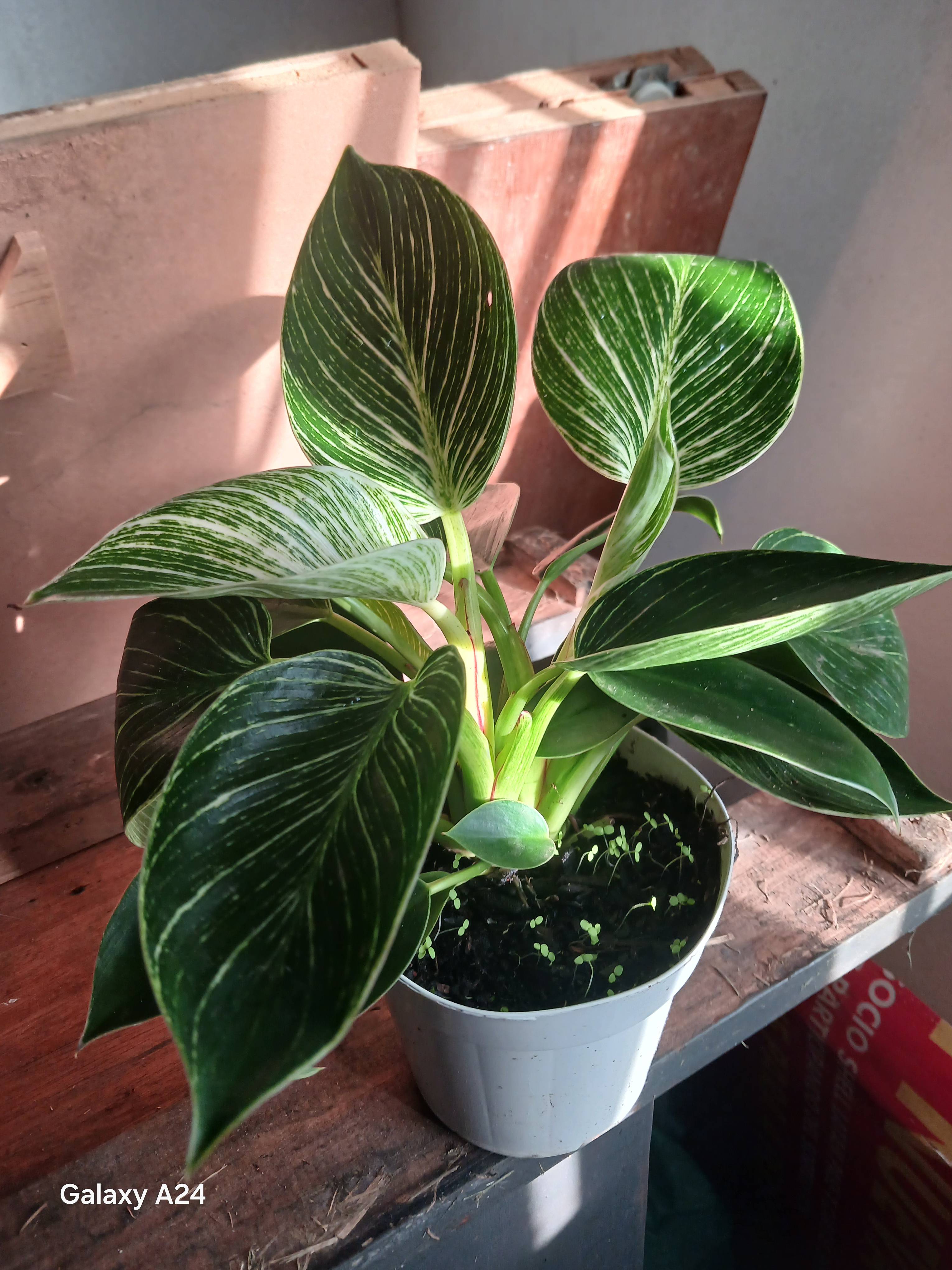 Cure base per mantenere sana la Calathea Ornata