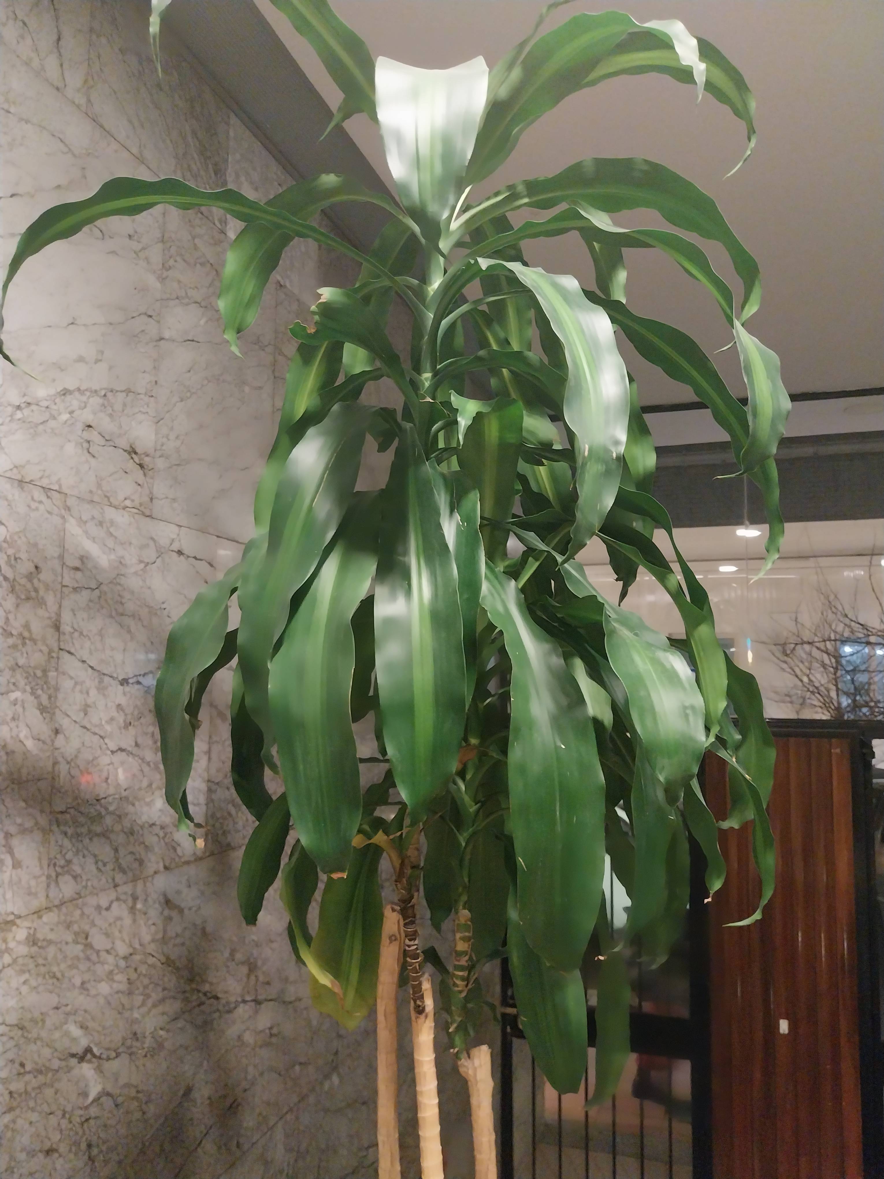 Wie man eine Brasilpalme (Dracaena fragrans) mit gebogenen Blattkanten und leichter Verfärbung im Herbst pflegt