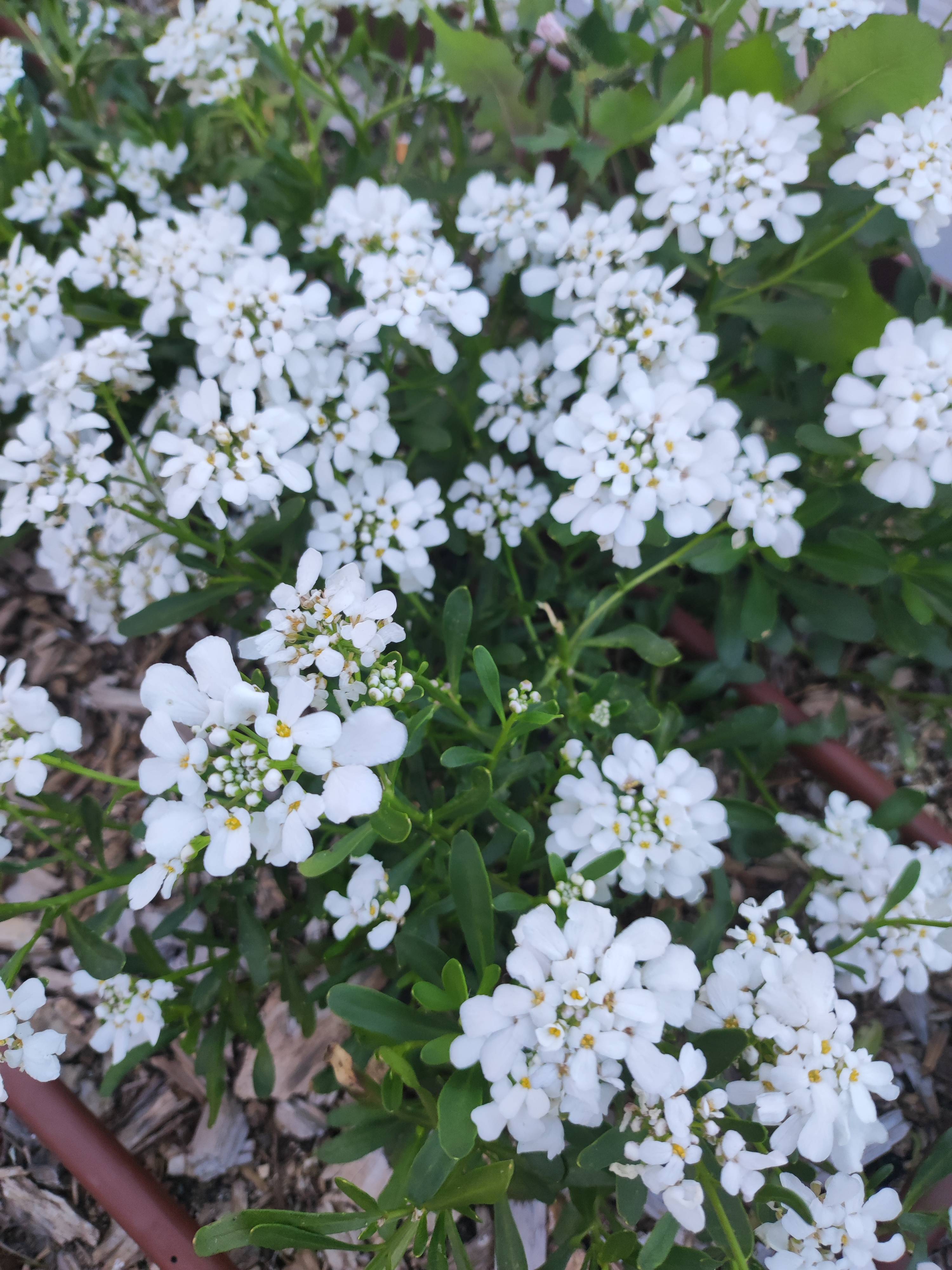 Cuidados de Iberis semperflorens (barqueira/candytuft): planta saudável e conselhos de manutenção