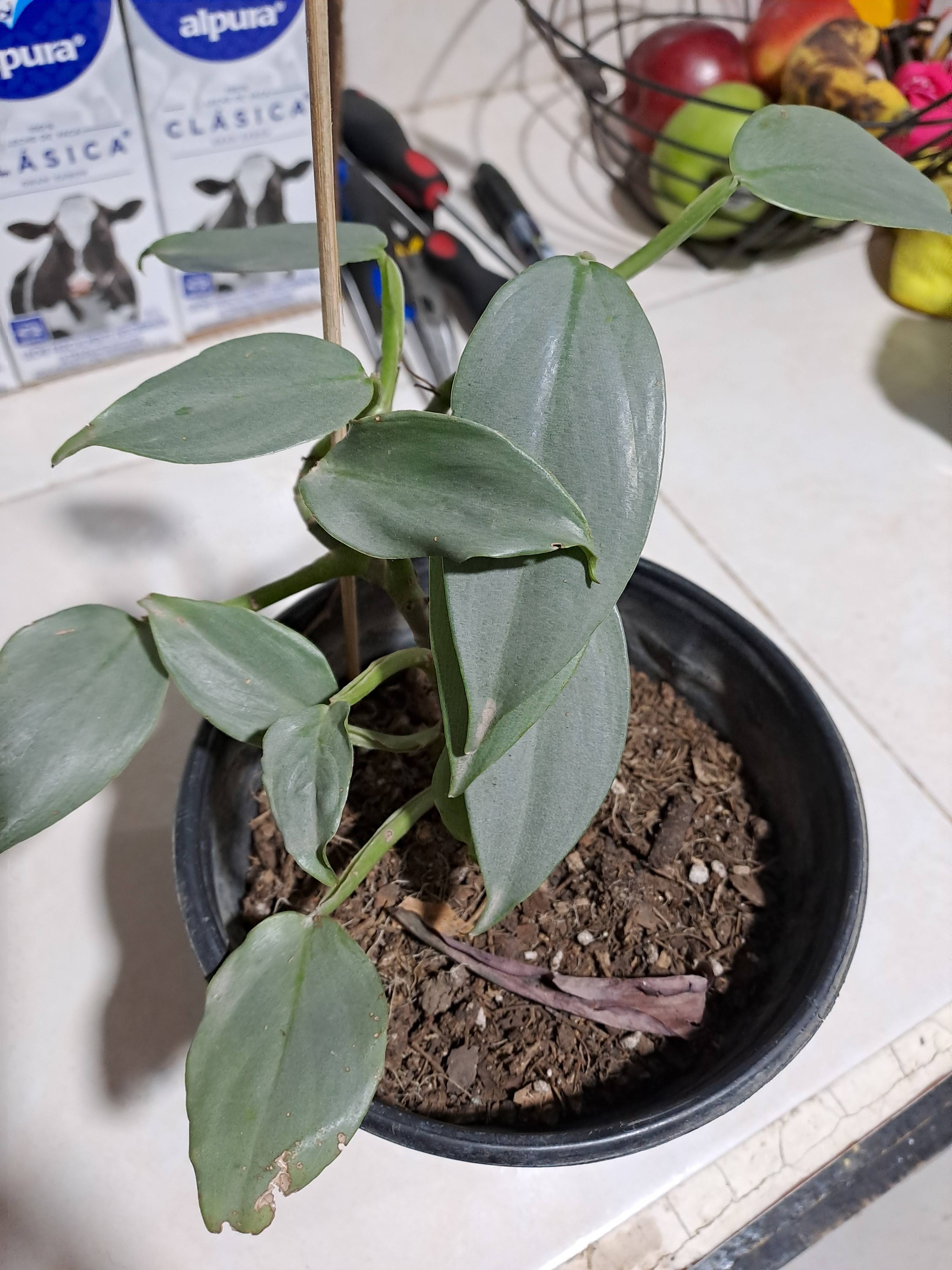 Care for Silver Sword (Philodendron hastatum): diagnosis and recommendations