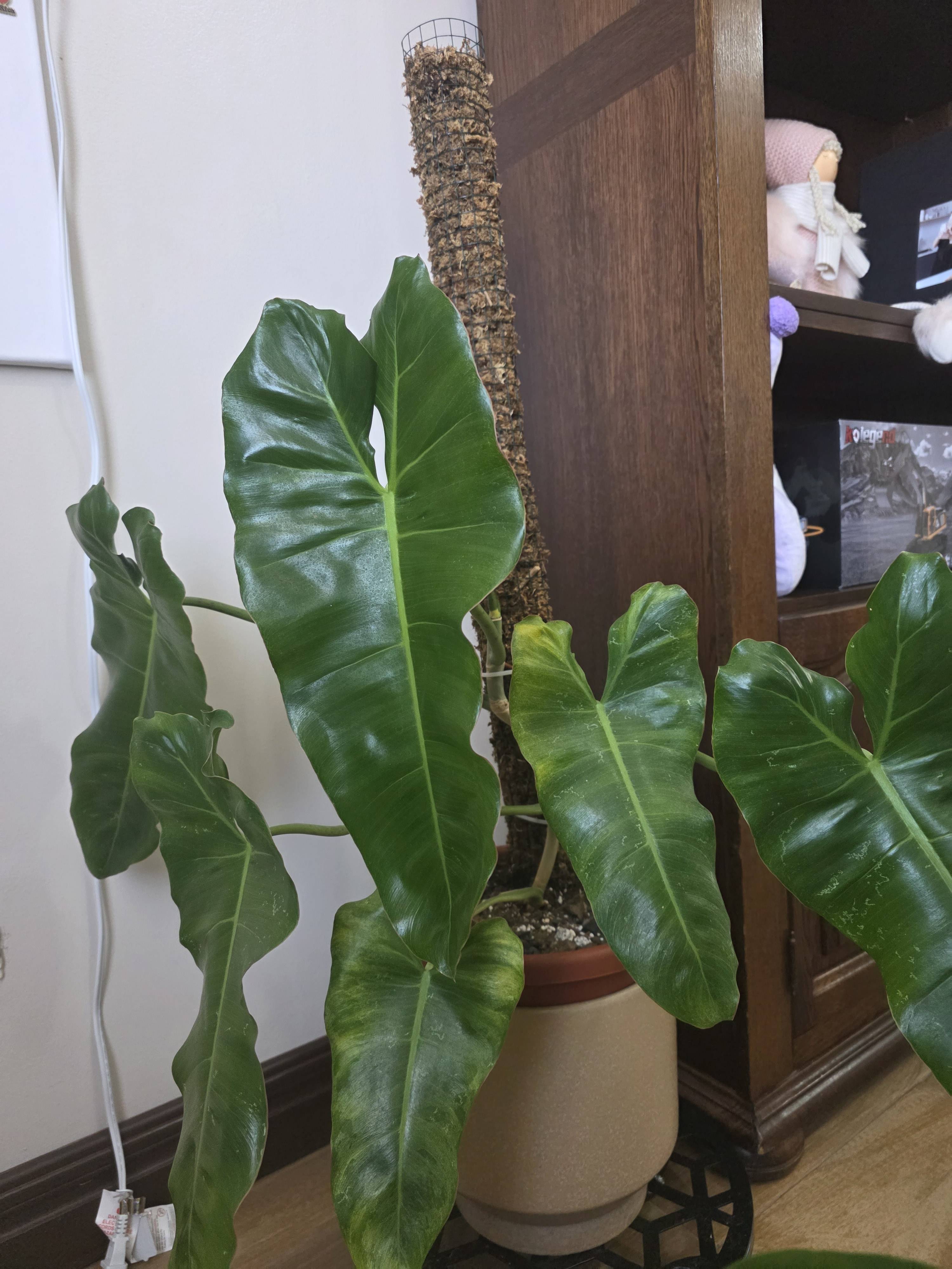 Cuide sua Malanga (Philodendron burle-marxii): diagnóstico e passos práticos