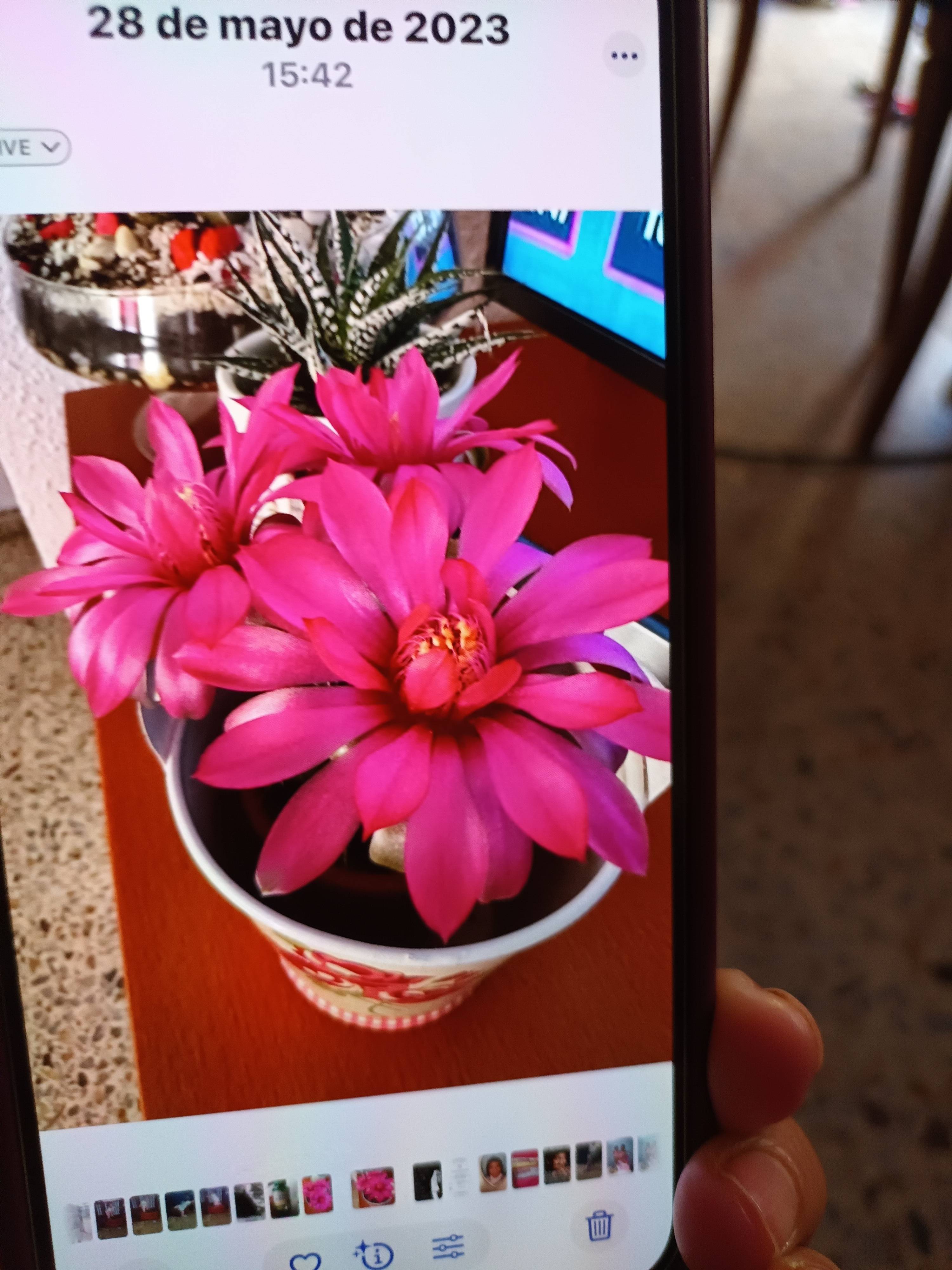 Alfileteiro (Gymnocalycium baldianum): cuidado e manutenção para flores saudáveis