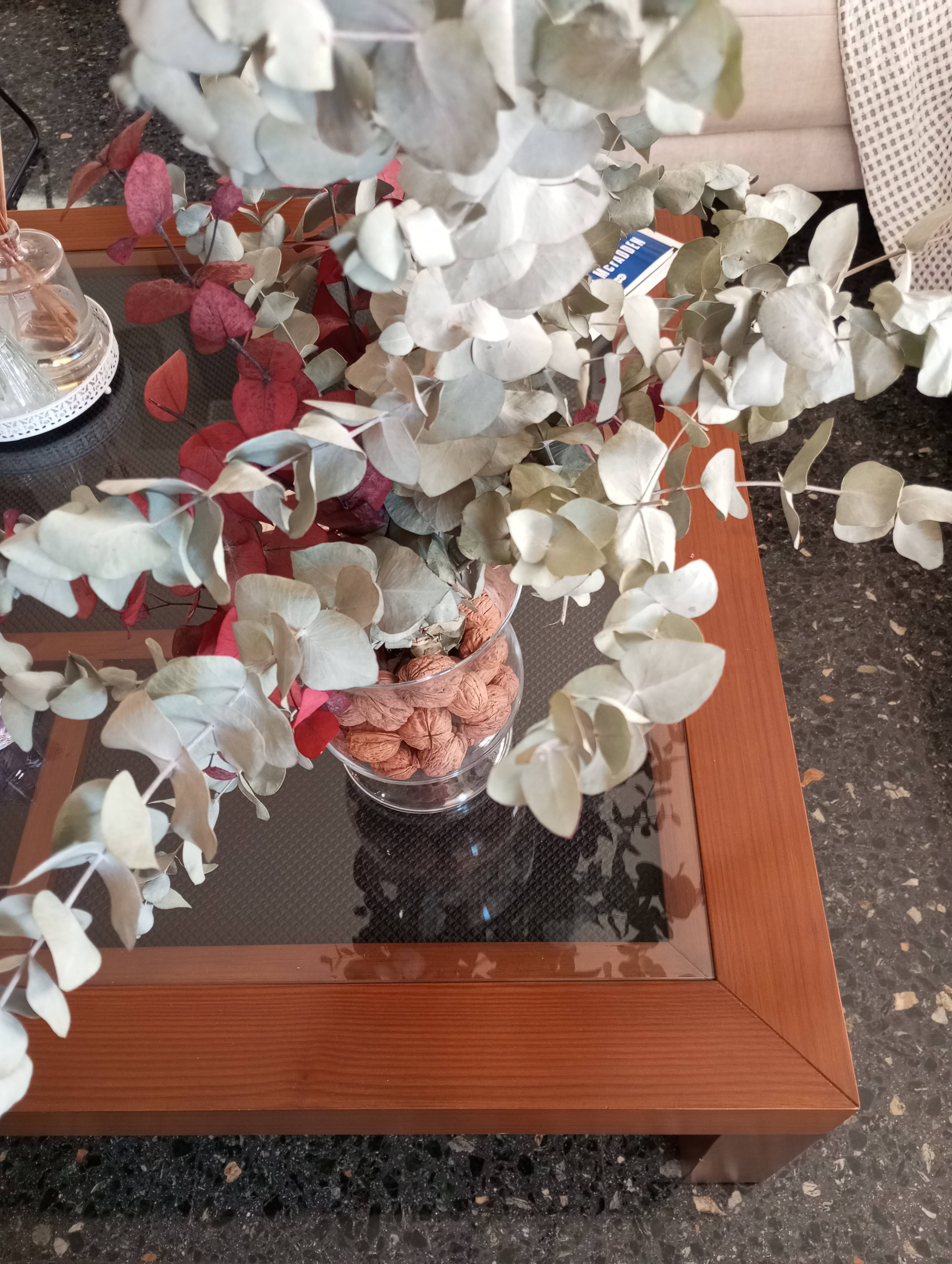 Silver Dollar Gum (Eucalyptus cinerea): diagnosis and care for mild leaf stress