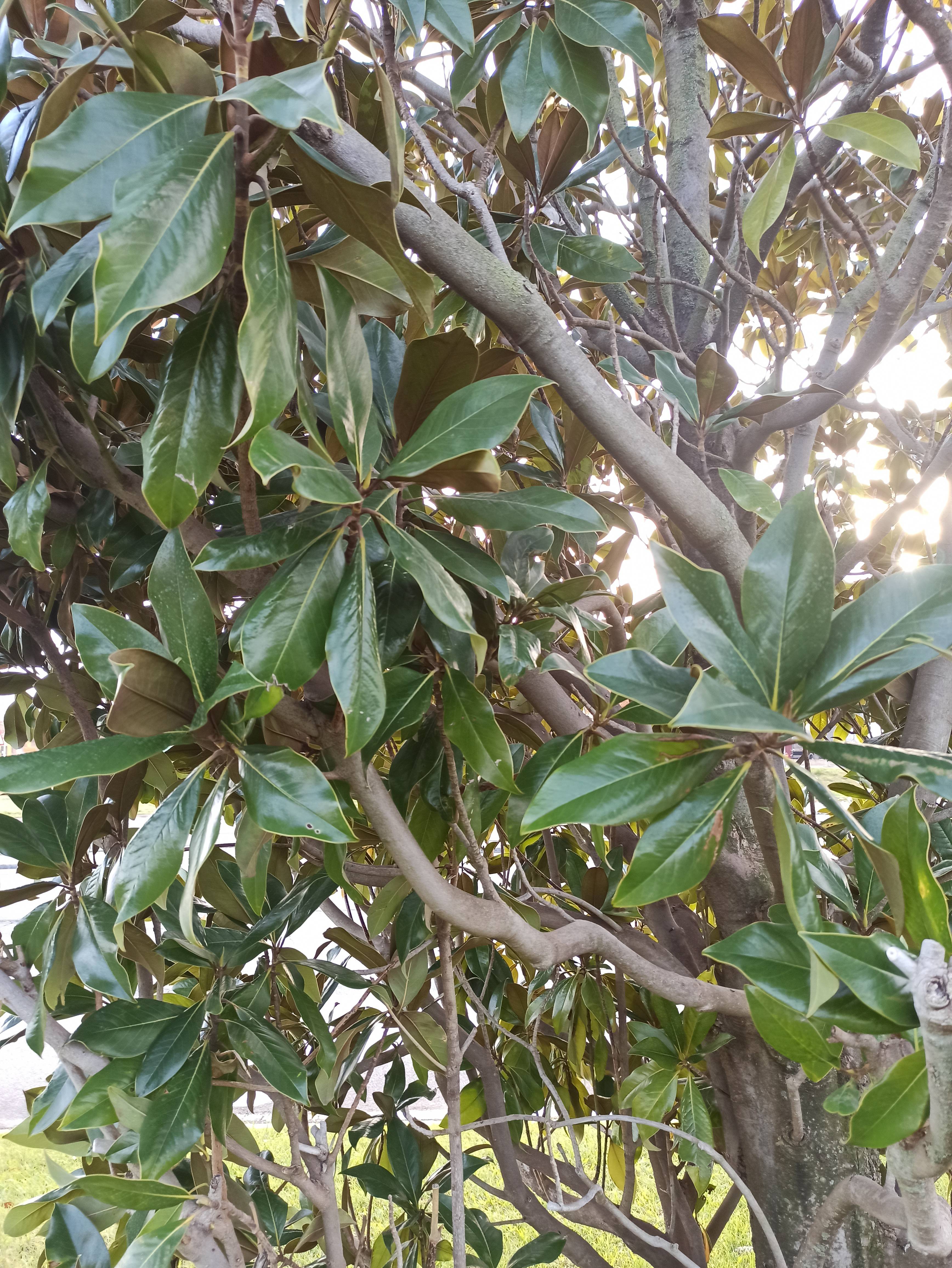 Cuidados básicos para un magnolio (Magnolia grandiflora) sano