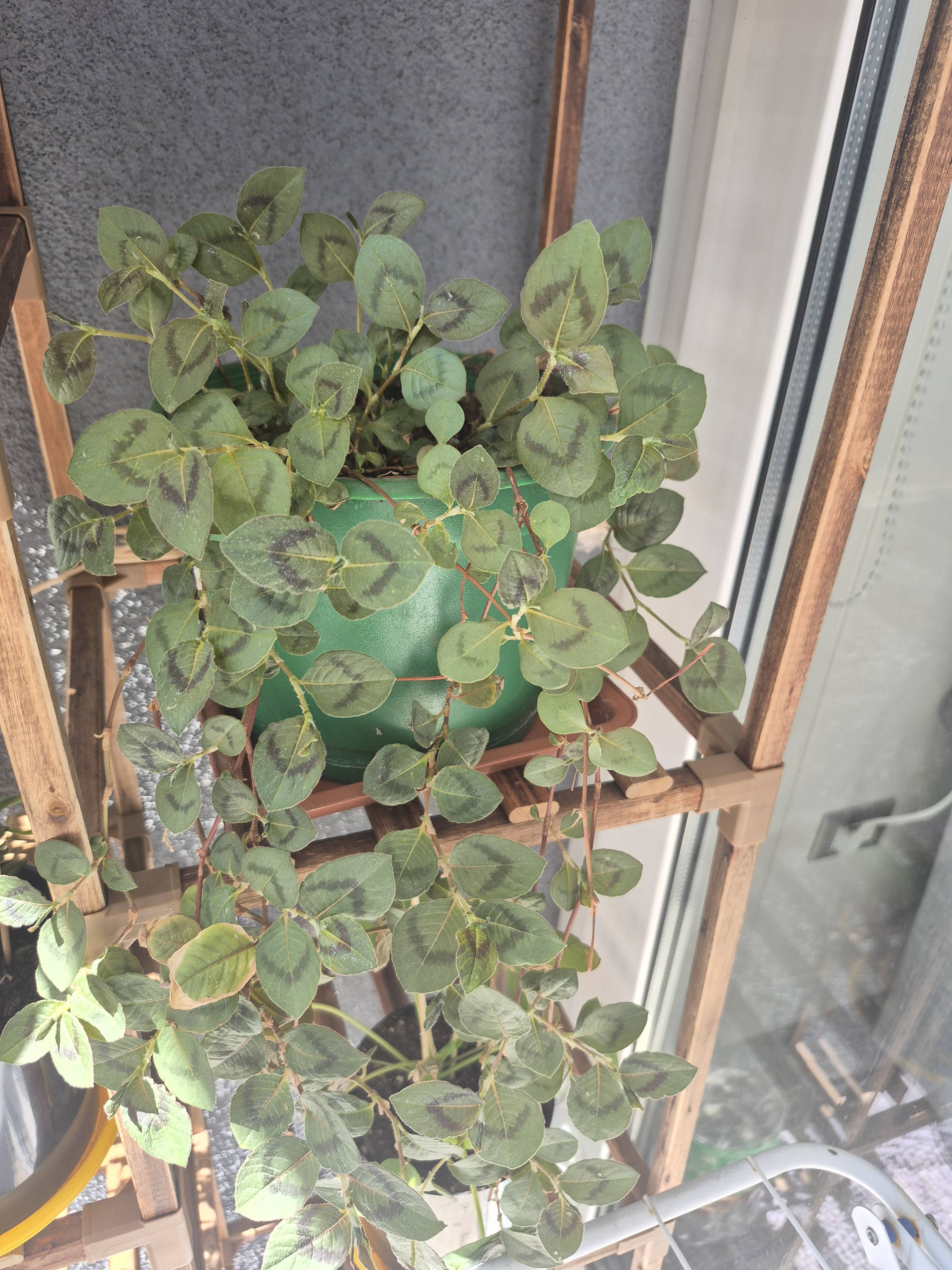 Nudosilla (Persicaria capitata): manchas oscuras en el centro de las hojas y bordes amarillentos