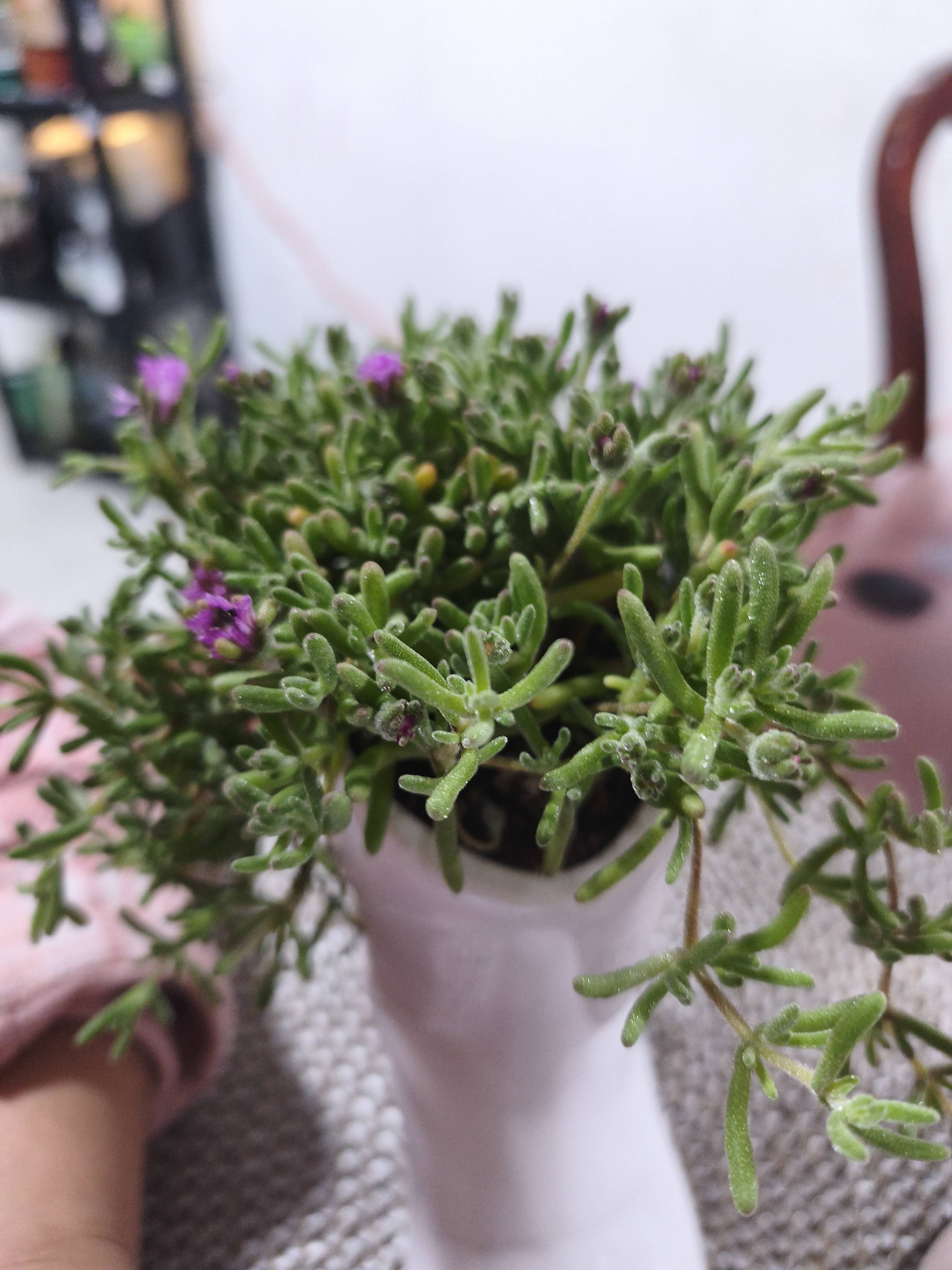 Cuidados do Manto da Virgem (Mesembryanthemum nodiflorum): diagnóstico e orientações de manutenção