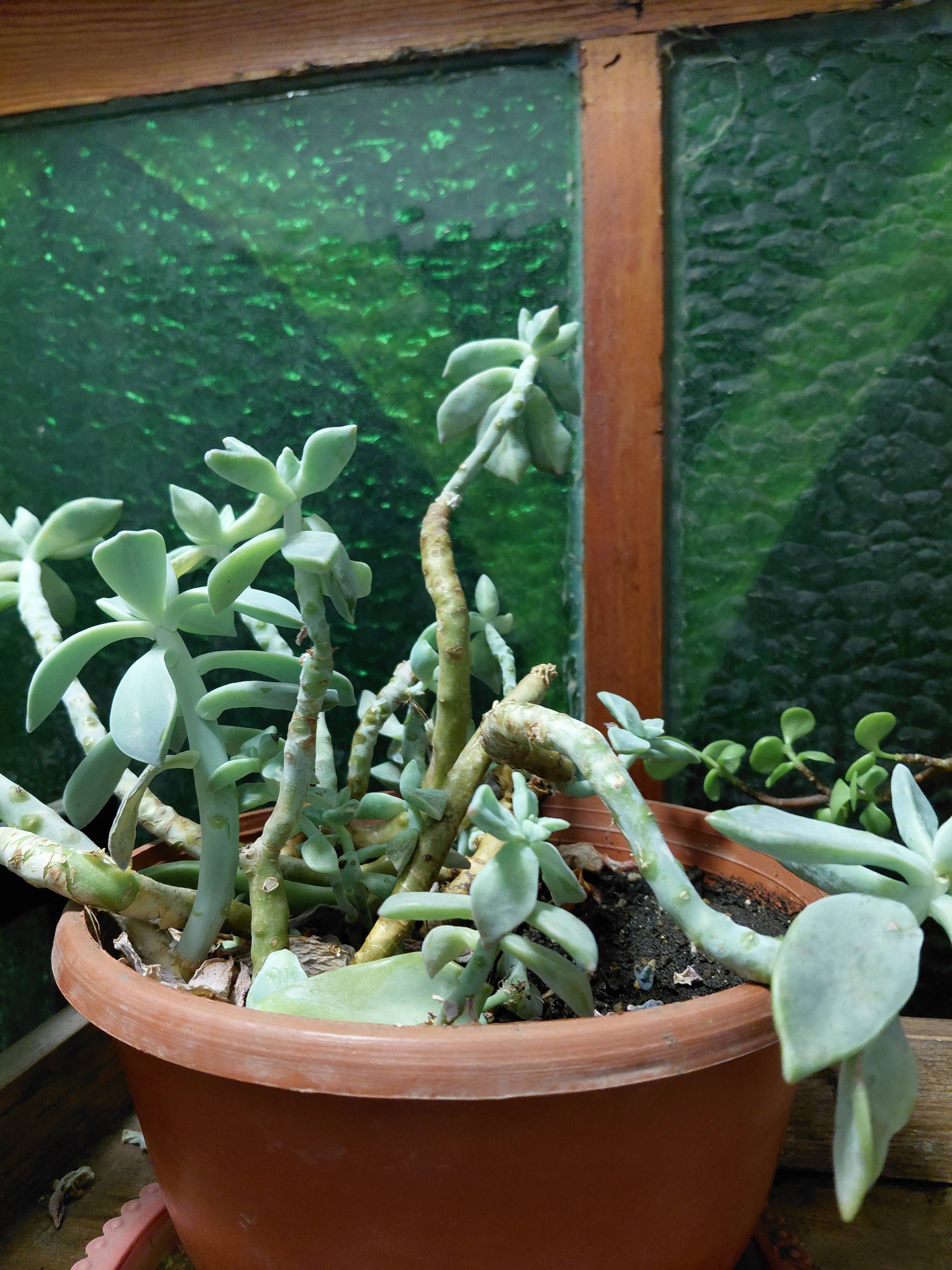 Recover Your Mother-of-Pearl Plant (Graptopetalum paraguayense): Causes and Fixes for Stretching and Drooping Leaves