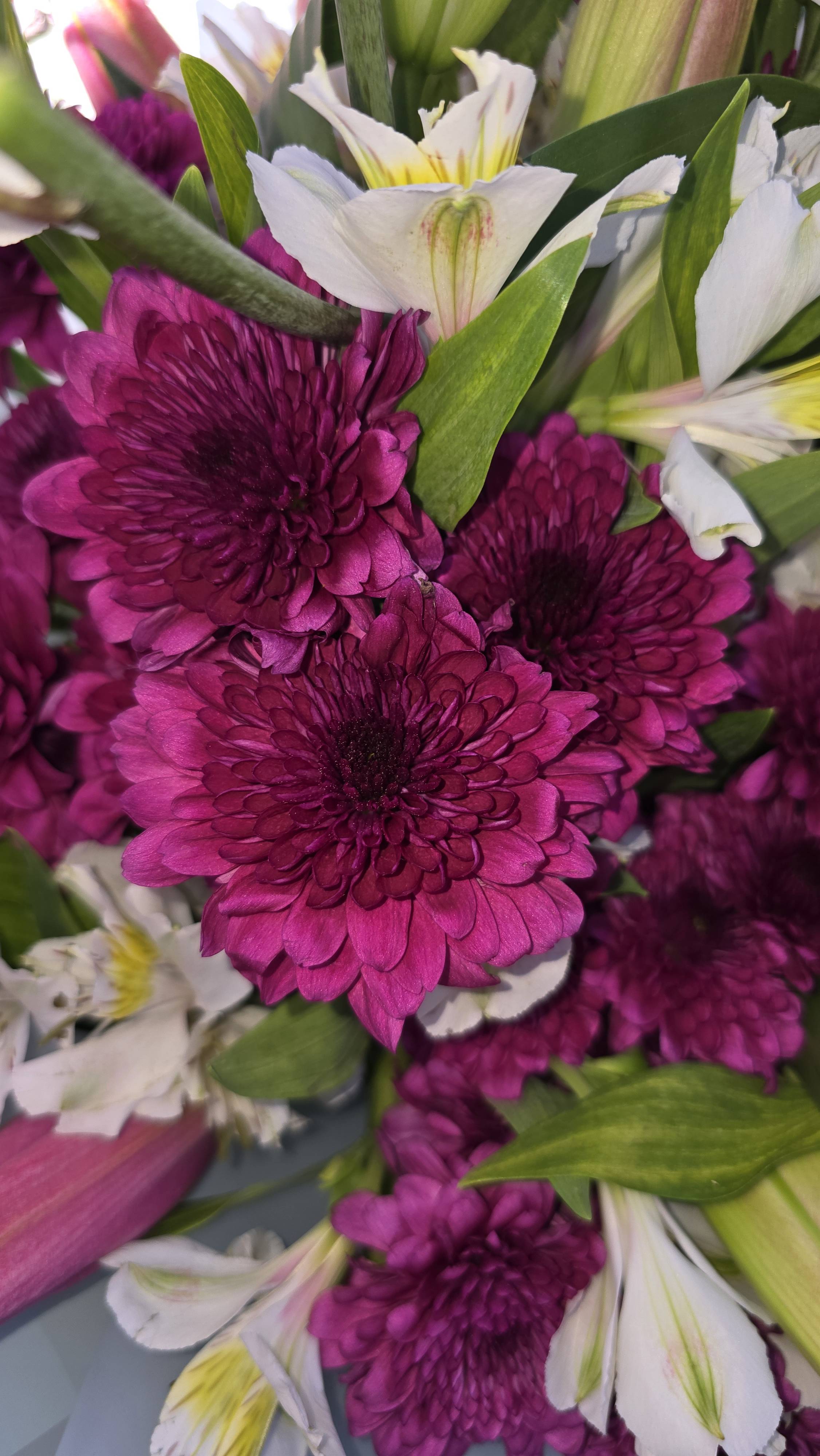 Comment prendre soin d’un chrysanthème en bonne santé : guide pratique