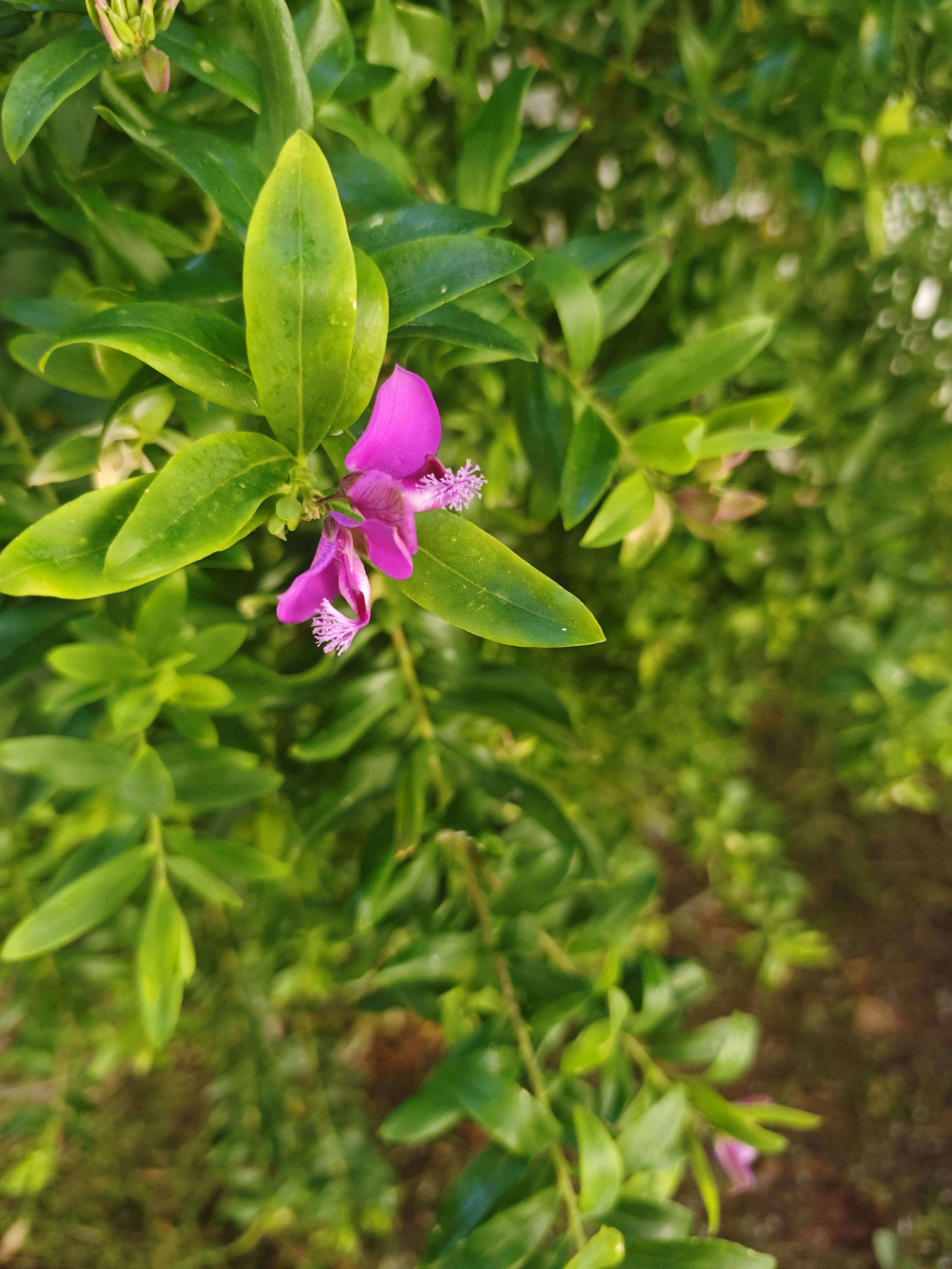 Polygala myrtifolia (Kap-Milchstern): kleine dunkle Flecken an den Blättern — Diagnose und Pflege