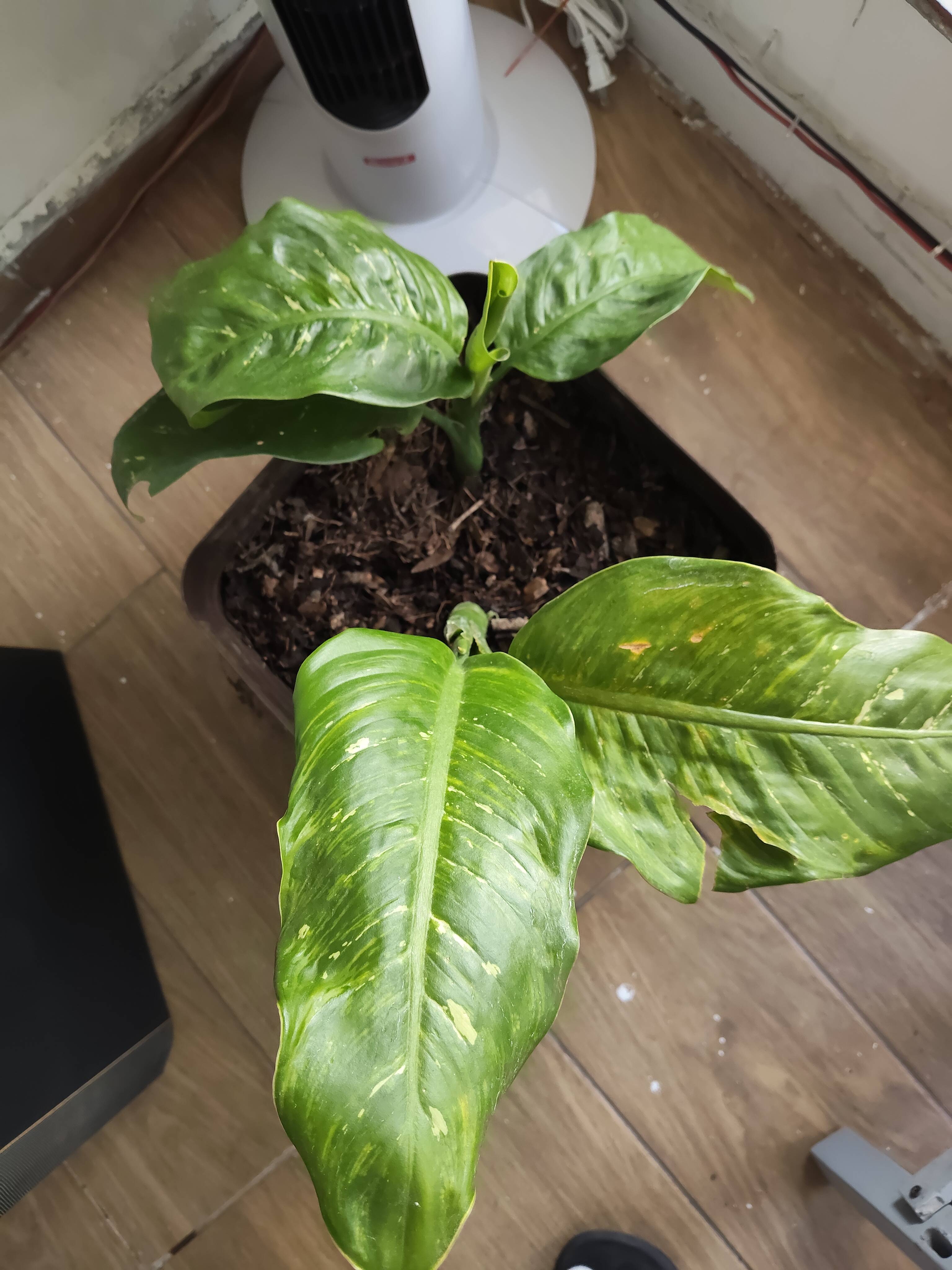 O que fazer se seu Atlixco regi mostra manchas amarelas, bordas marrons e folhas enroladas