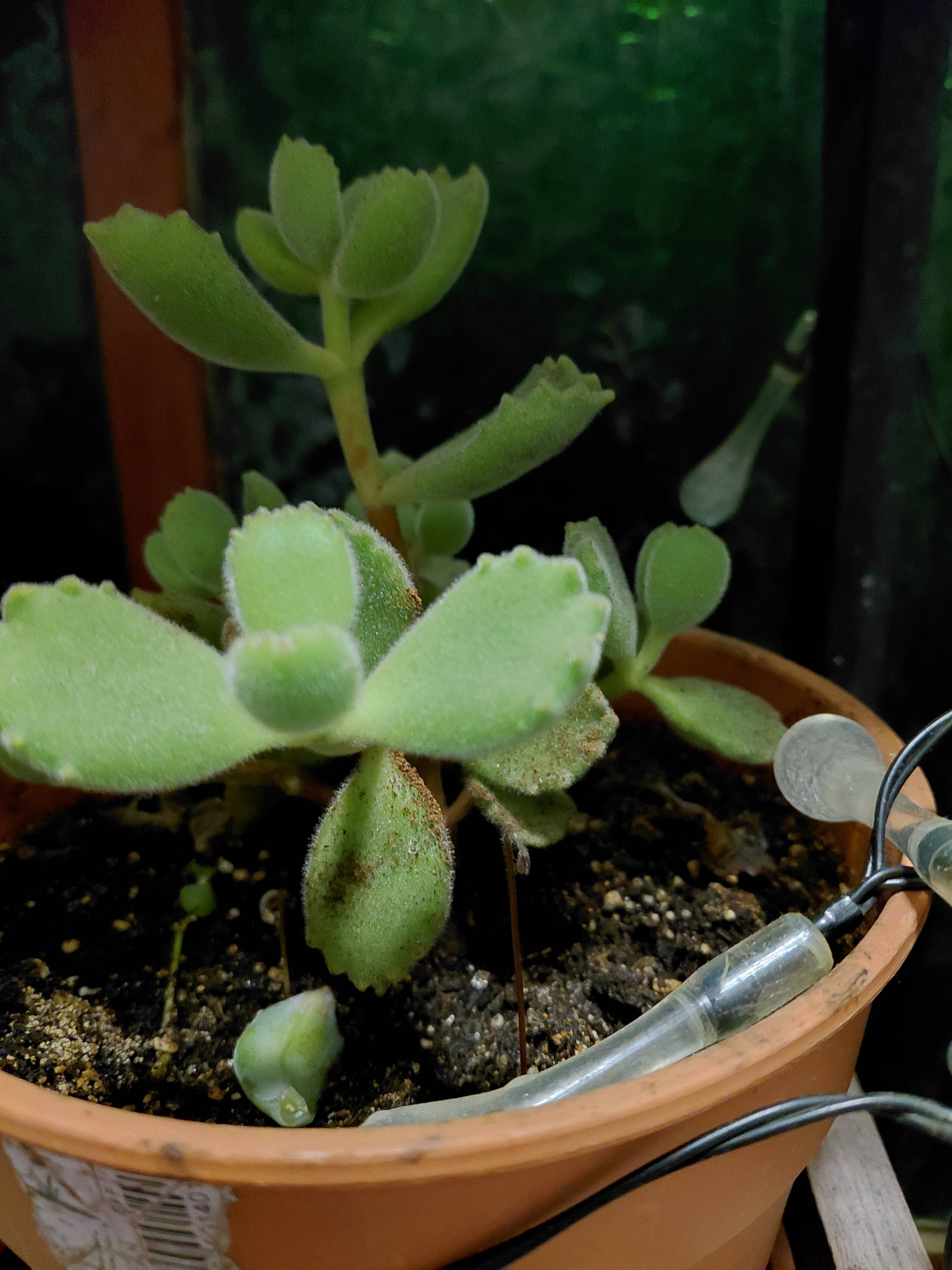 Cura della Garra d'orso (Cotyledon tomentosa): macchie marroni alle foglie inferiori