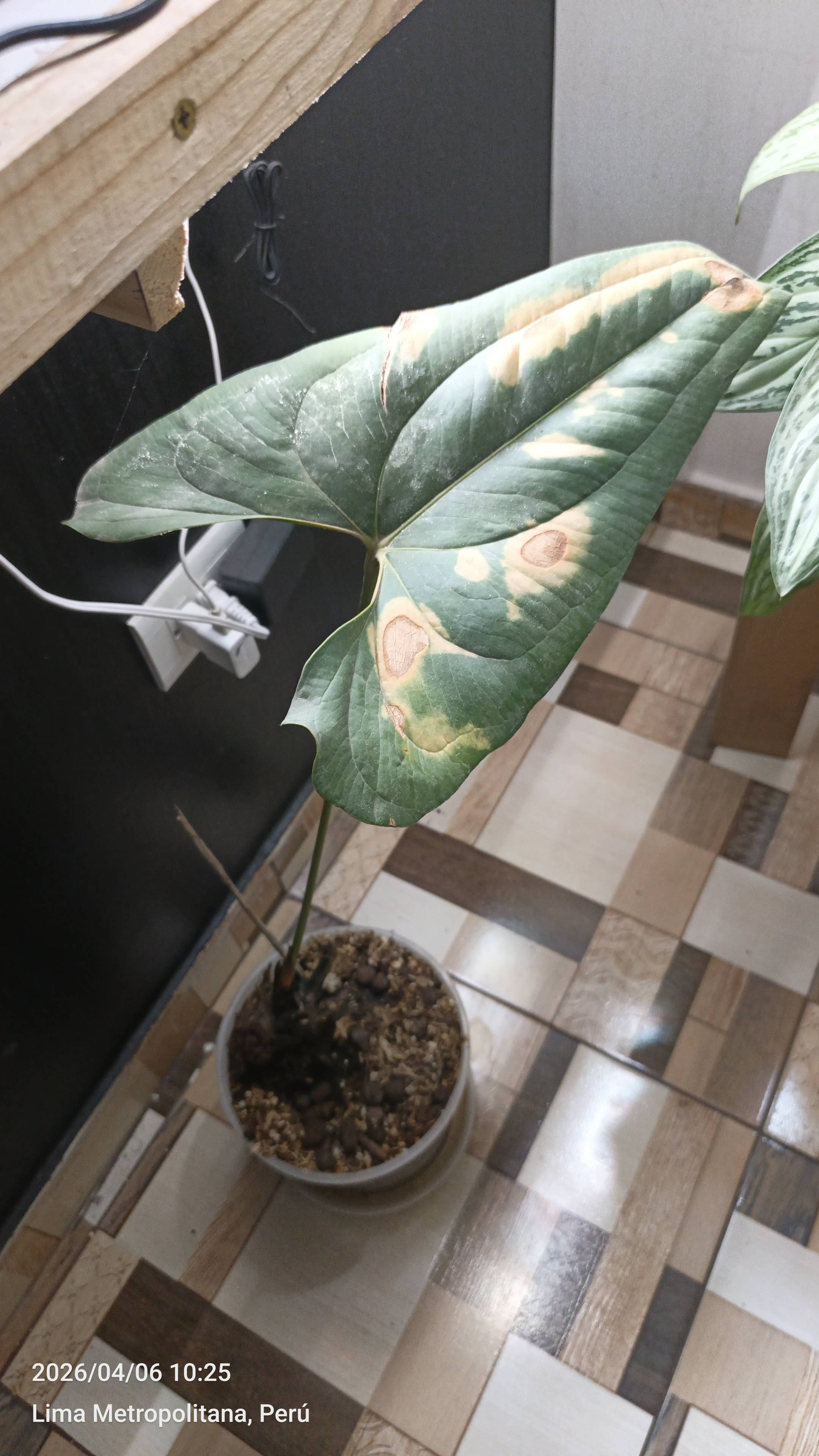 Kakáchip (Anthurium formosum): brown leaf spots — diagnosis and solutions