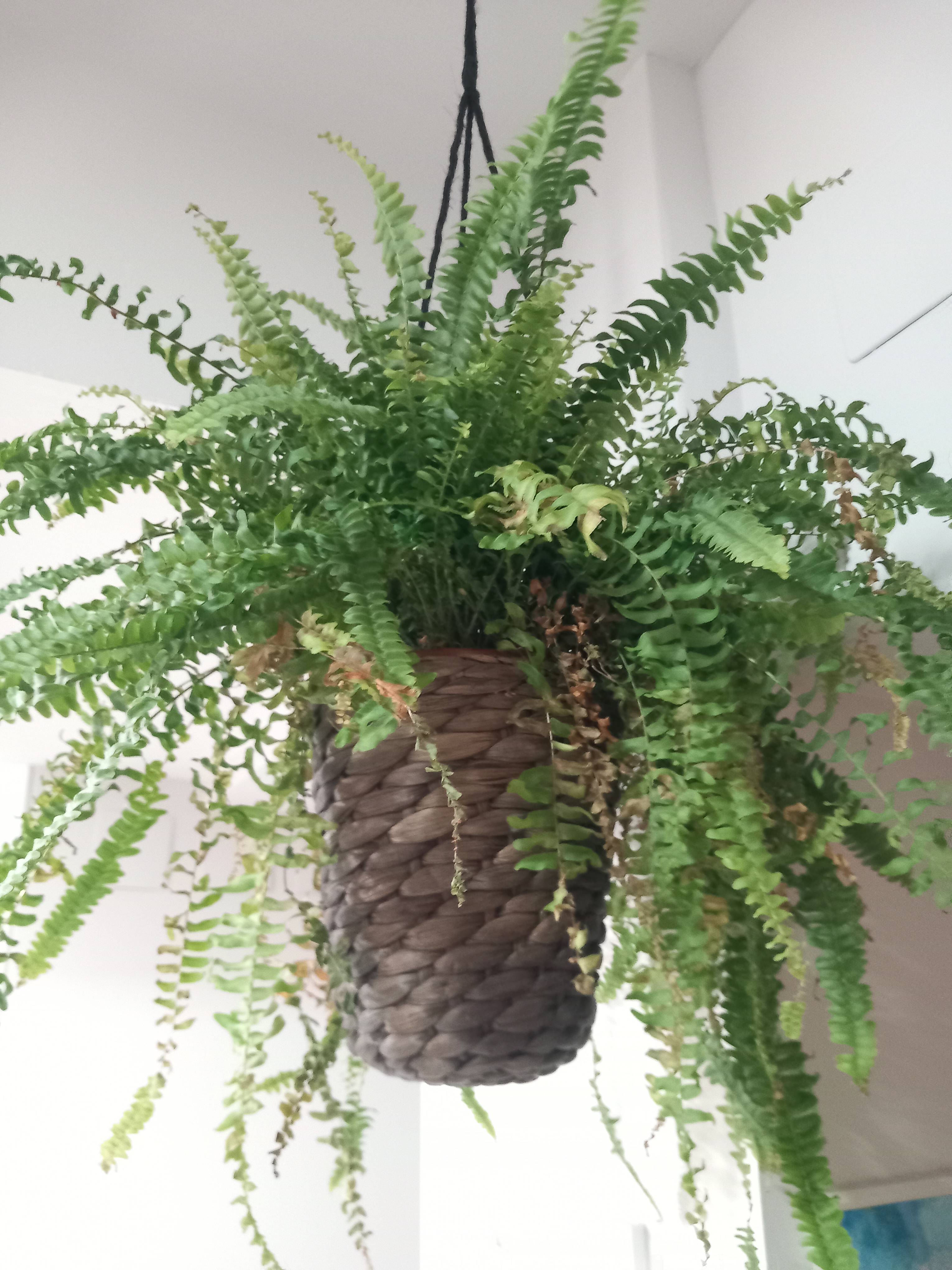 Cómo recuperar un helecho común (Nephrolepis exaltata) con puntas secas y hojas amarillentas