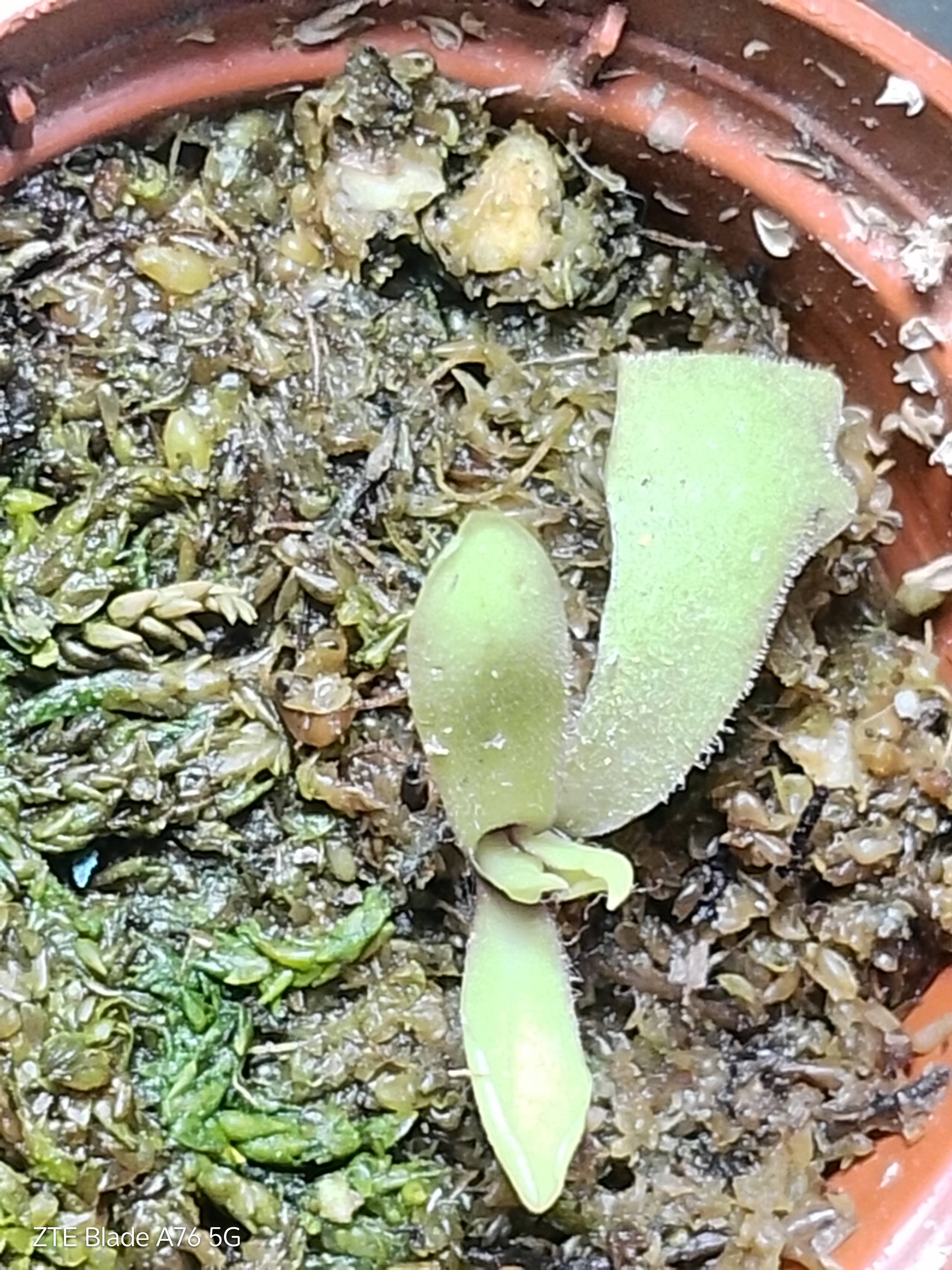 Come recuperare una Pinguicula moranensis con substrato in decomposizione