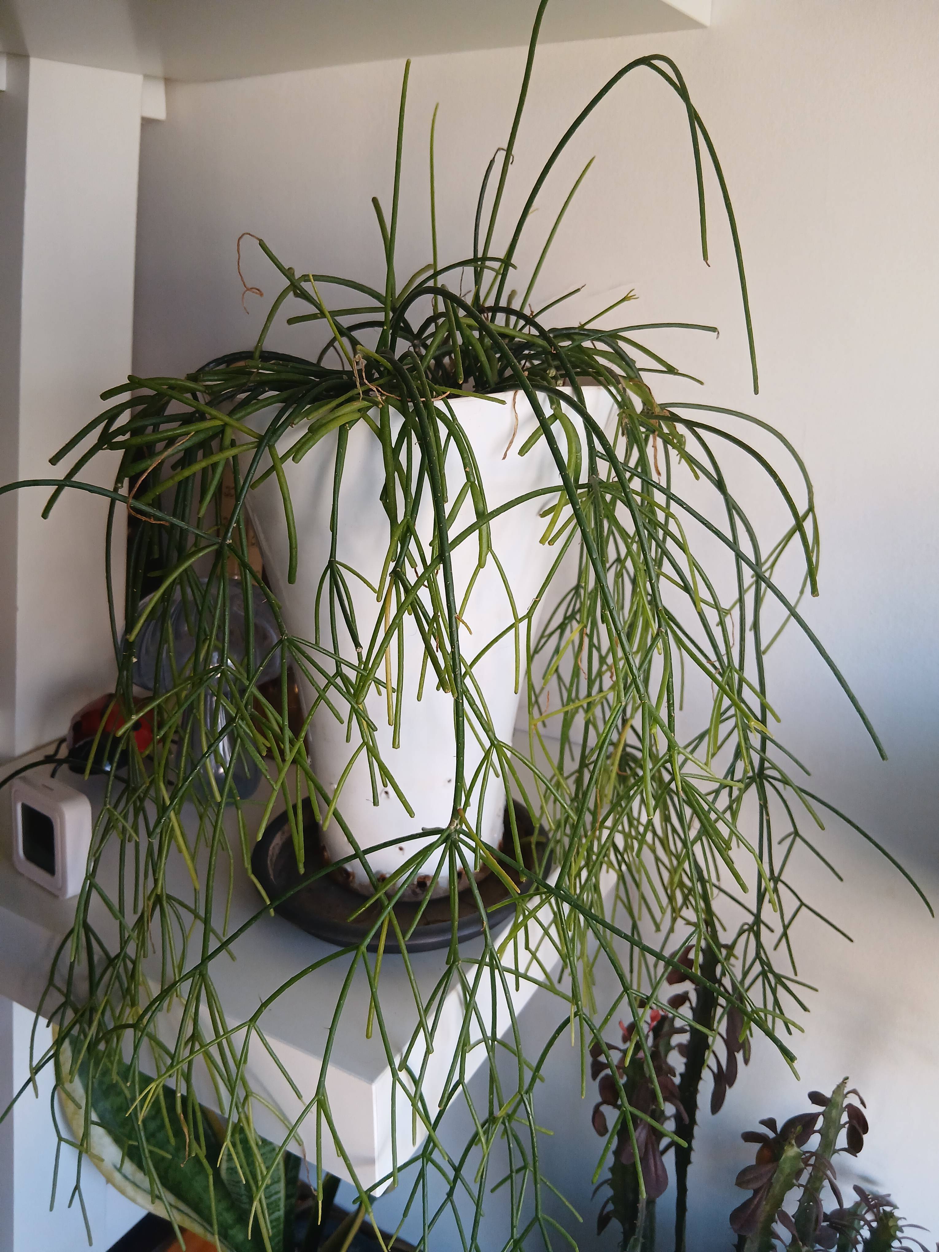 Cuidado del Nopalillo-mal ojo (Rhipsalis baccifera): guía rápida de mantenimiento