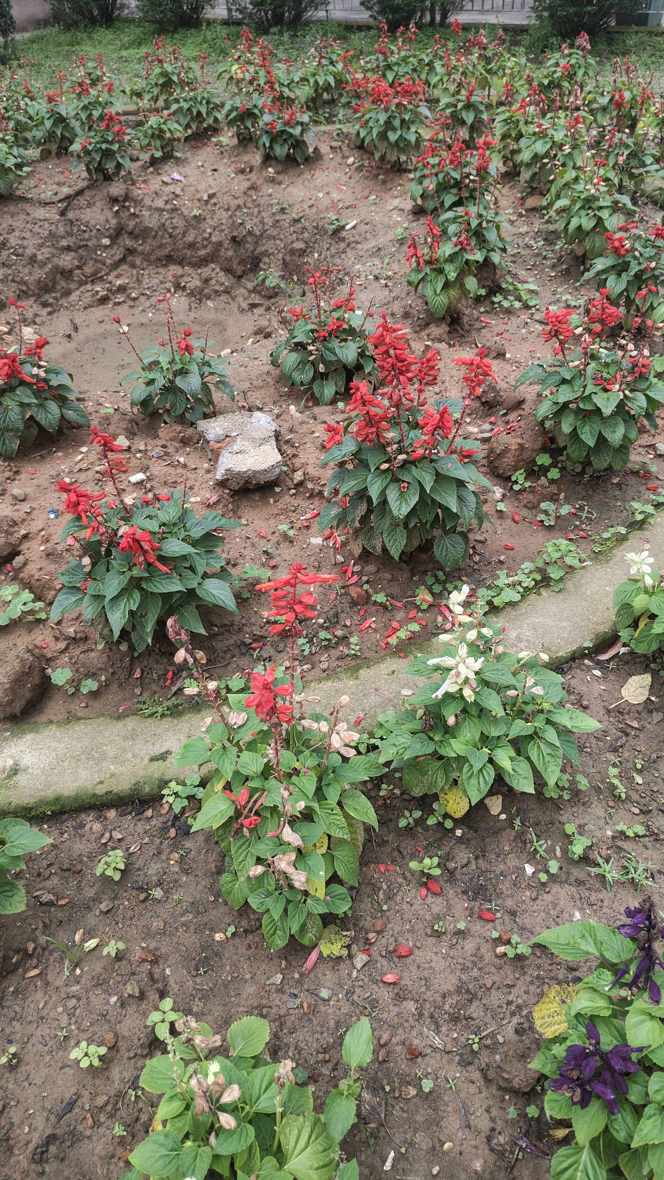 Bonfire-Salbei: welke, verbrannte Blüten und einige gelbe untere Blätter behandeln