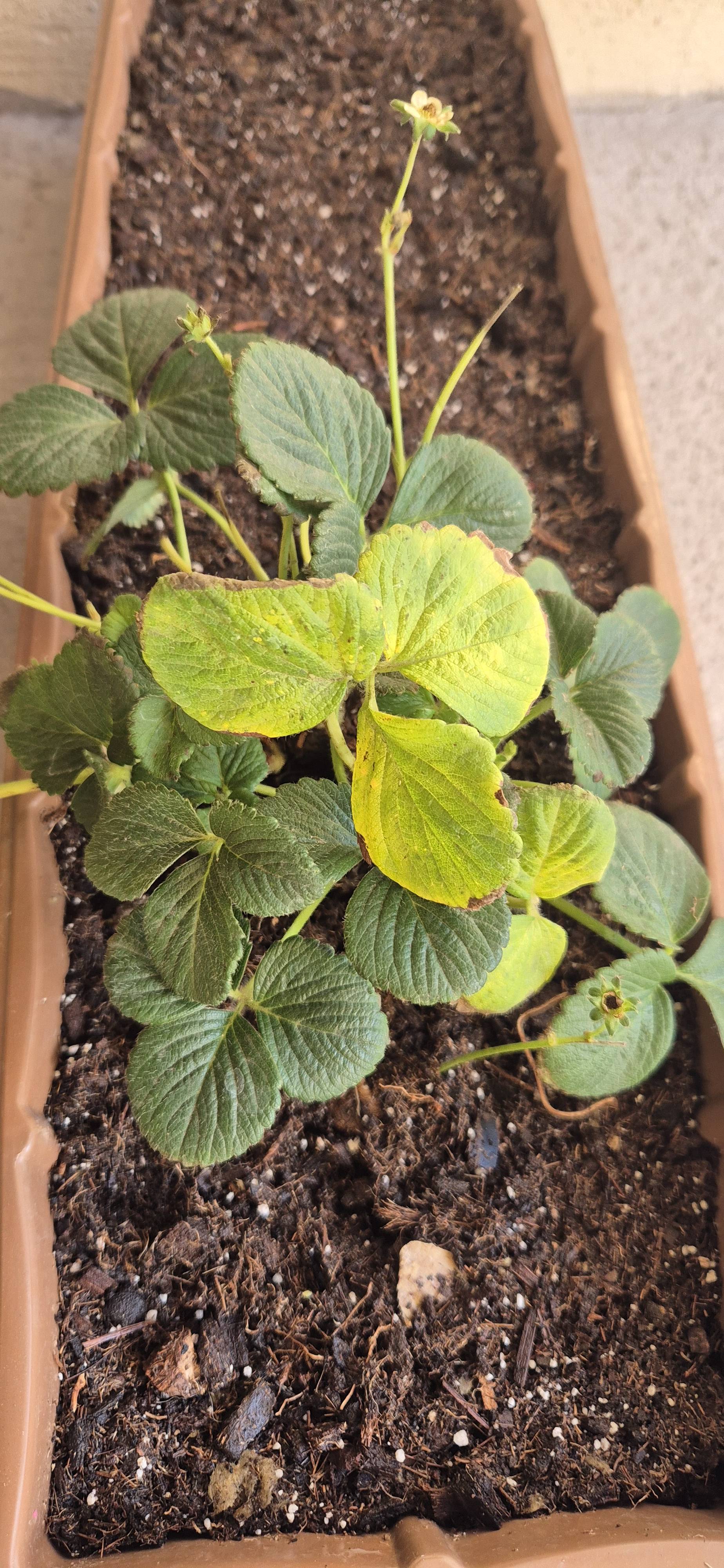 Comment récupérer des fraisiers présentant une chlorose et des bords desséchés : guide pratique