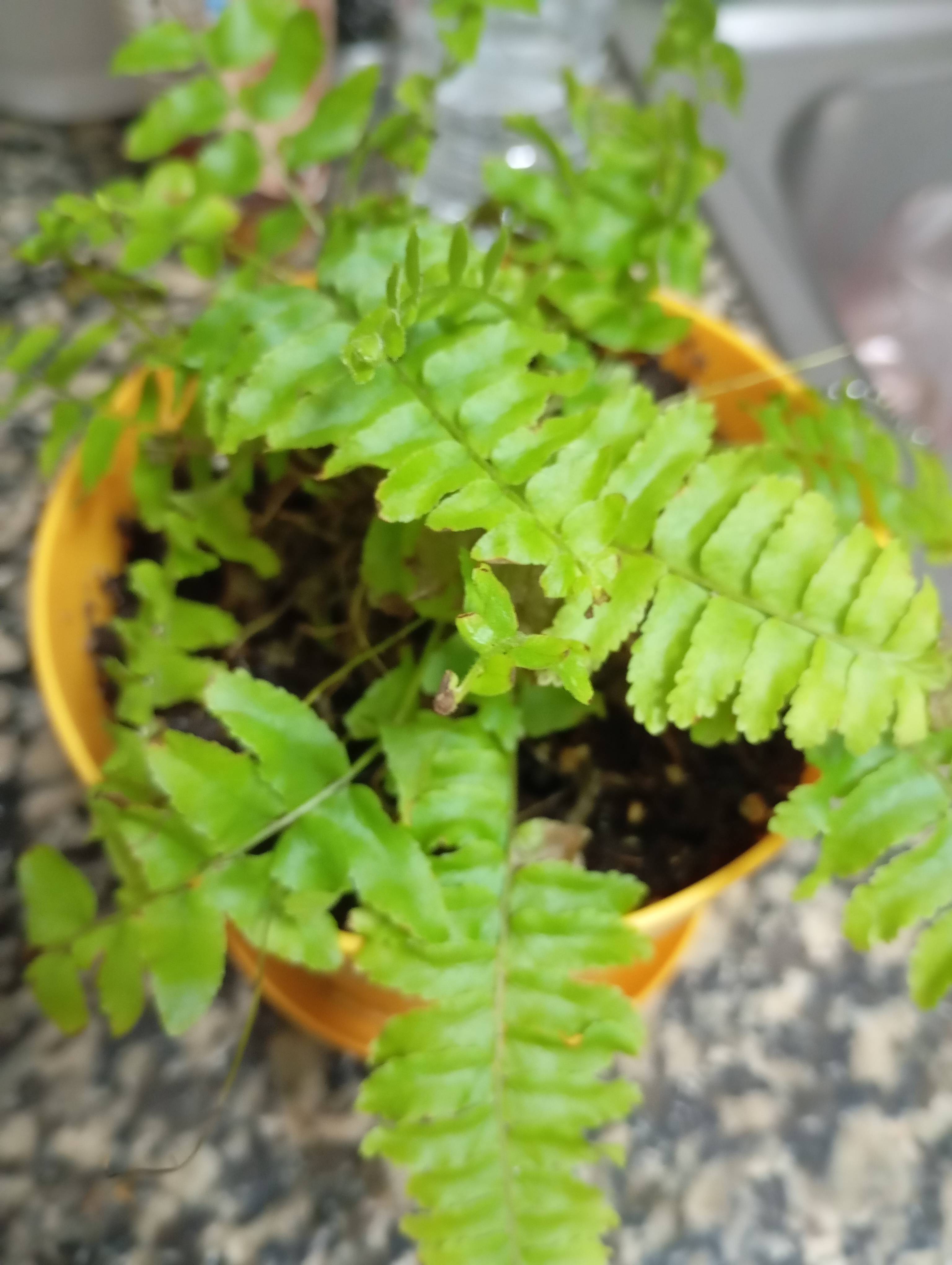 Care for the Boston Fern (Nephrolepis exaltata): quick guide to keep it healthy