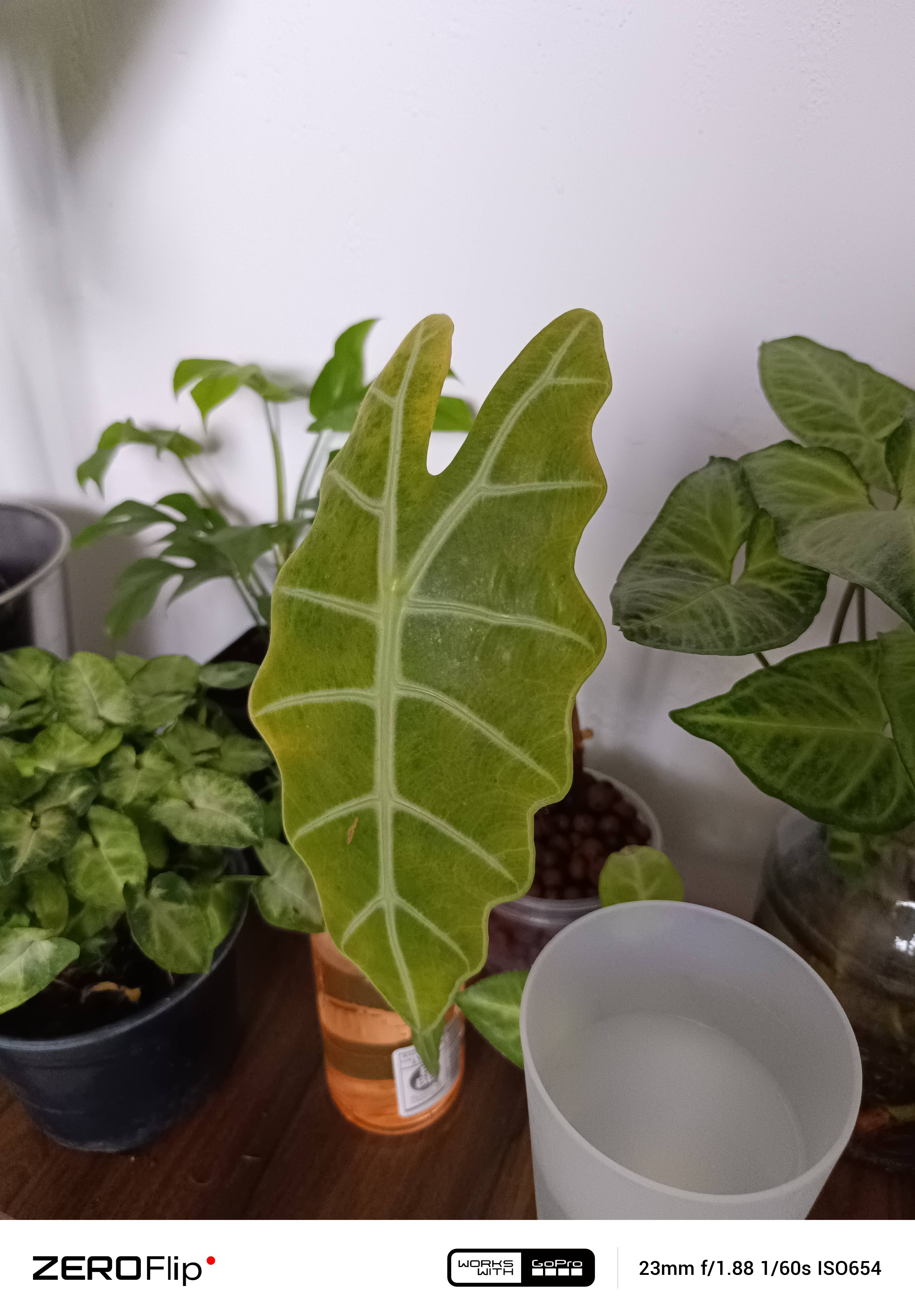 Cara de Mula (Alocasia longiloba): o que significa esse tom amarelado e como recuperá-la
